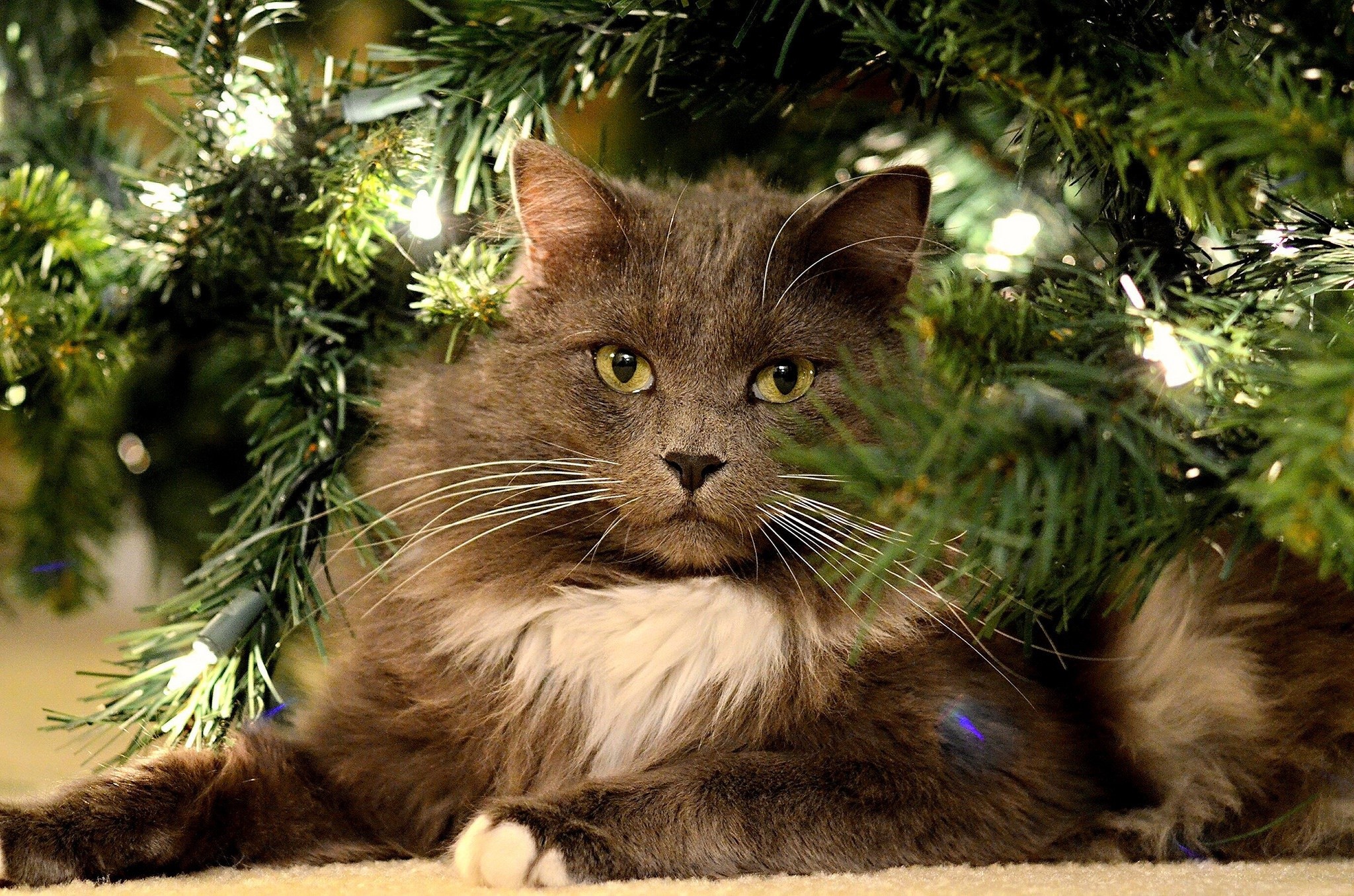 Fluffy gray cat with white chest under a Christmas tree HD Wallpaper
