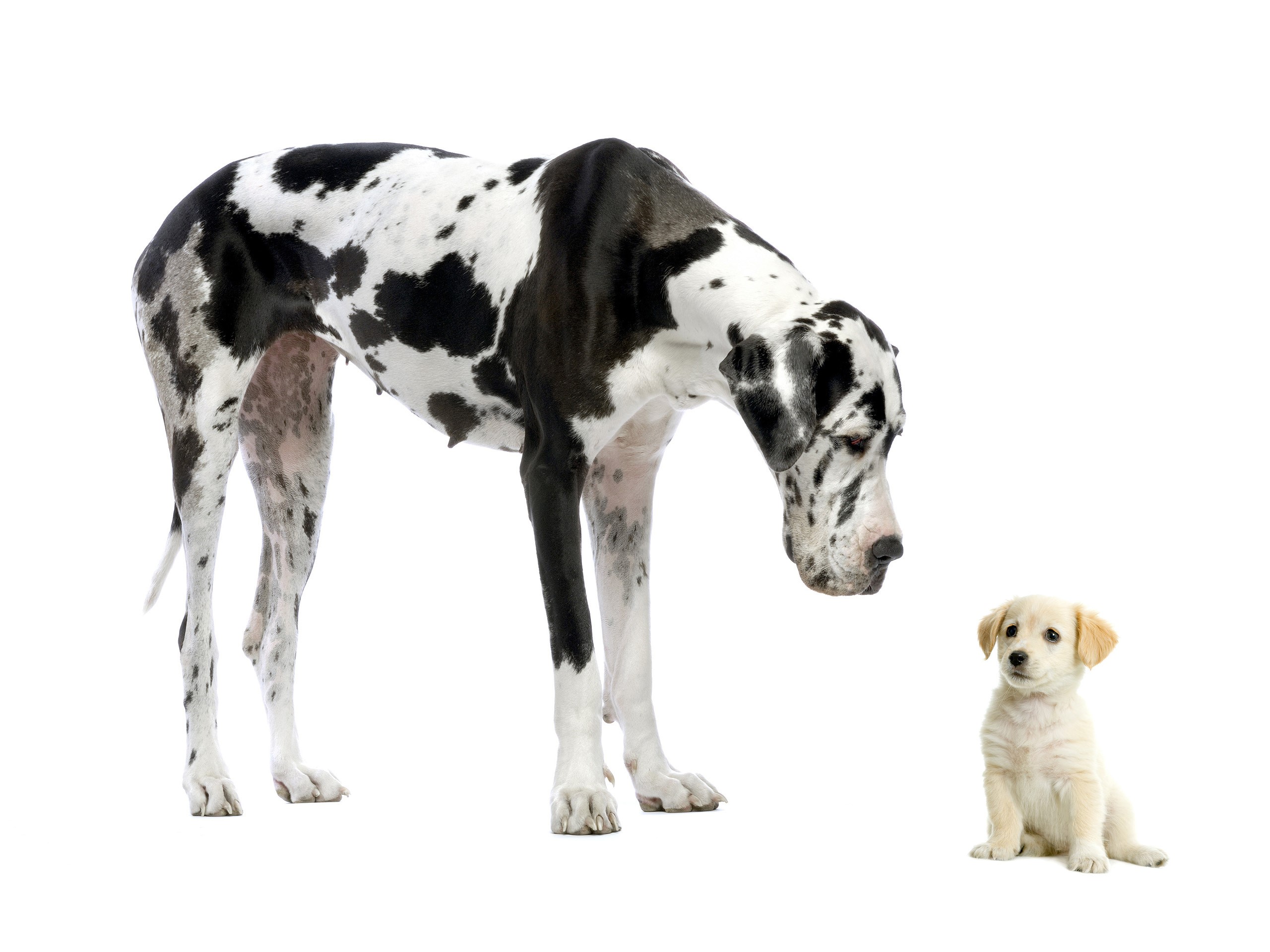 Great Dane and Golden Retriever Puppy HD Wallpaper