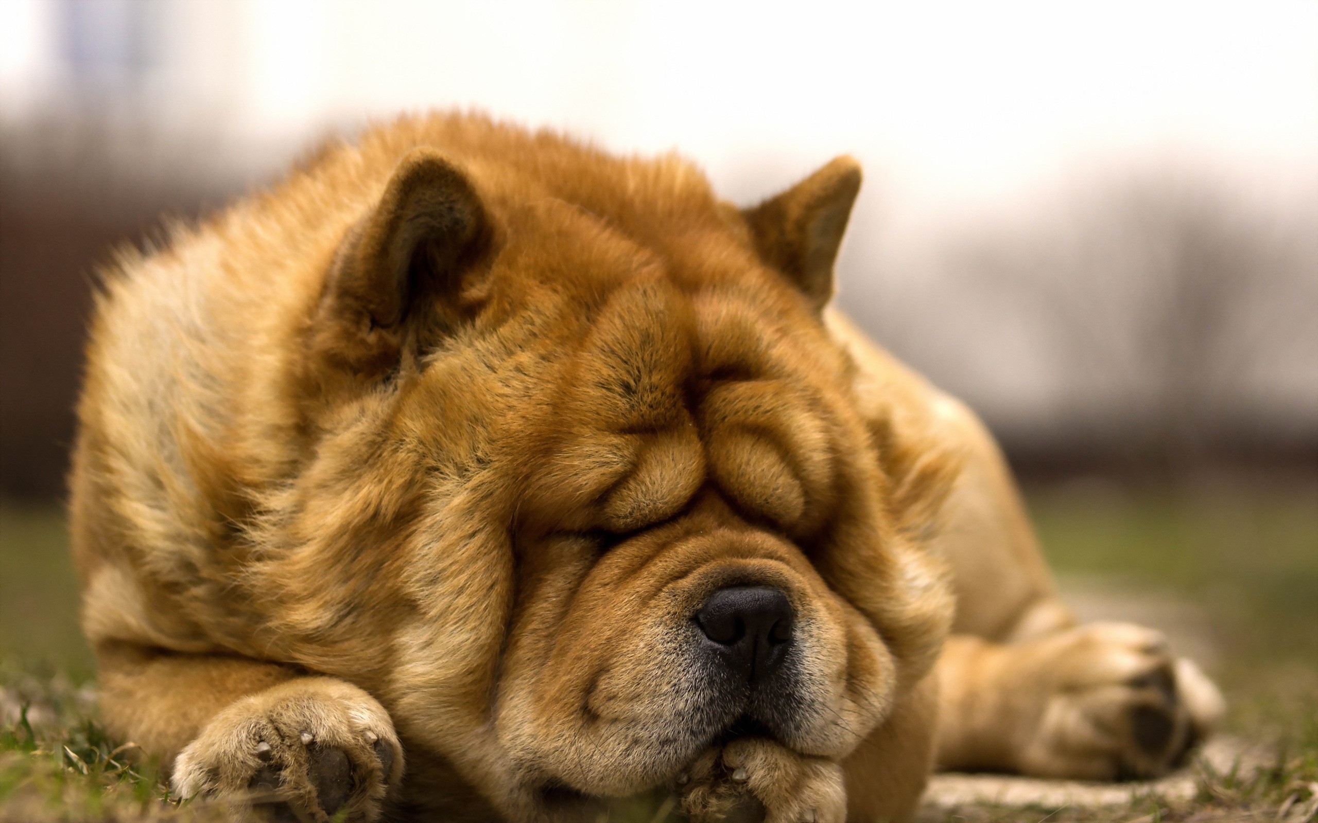 Chow Chow dog sleeping on grass HD Wallpaper