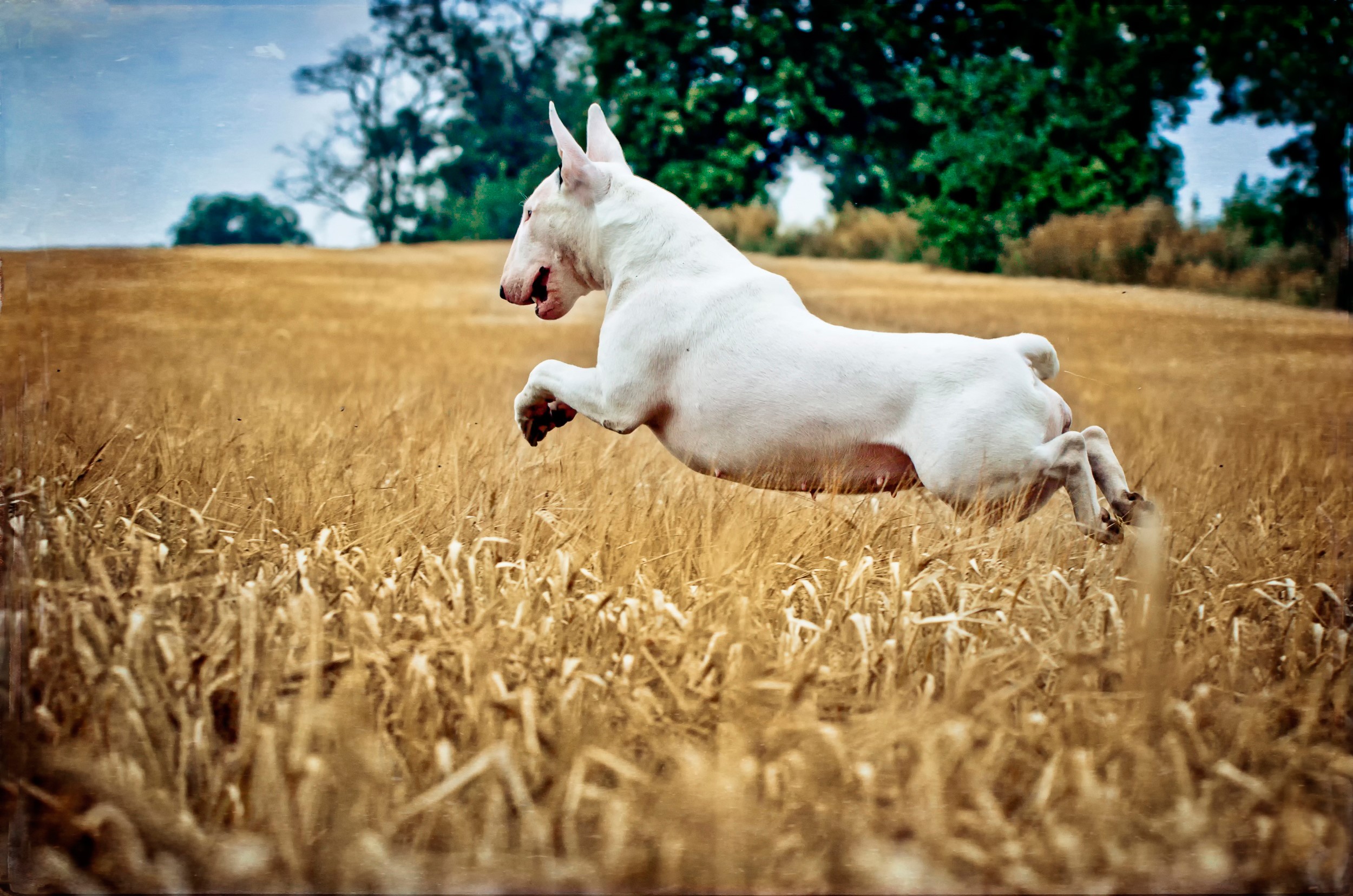 White Bull Terrier jumping in a wheat field HD Wallpaper