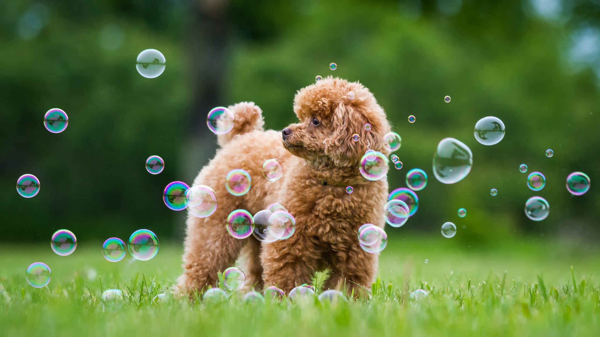 A poodle puppy plays with bubbles in the grass HD Wallpaper