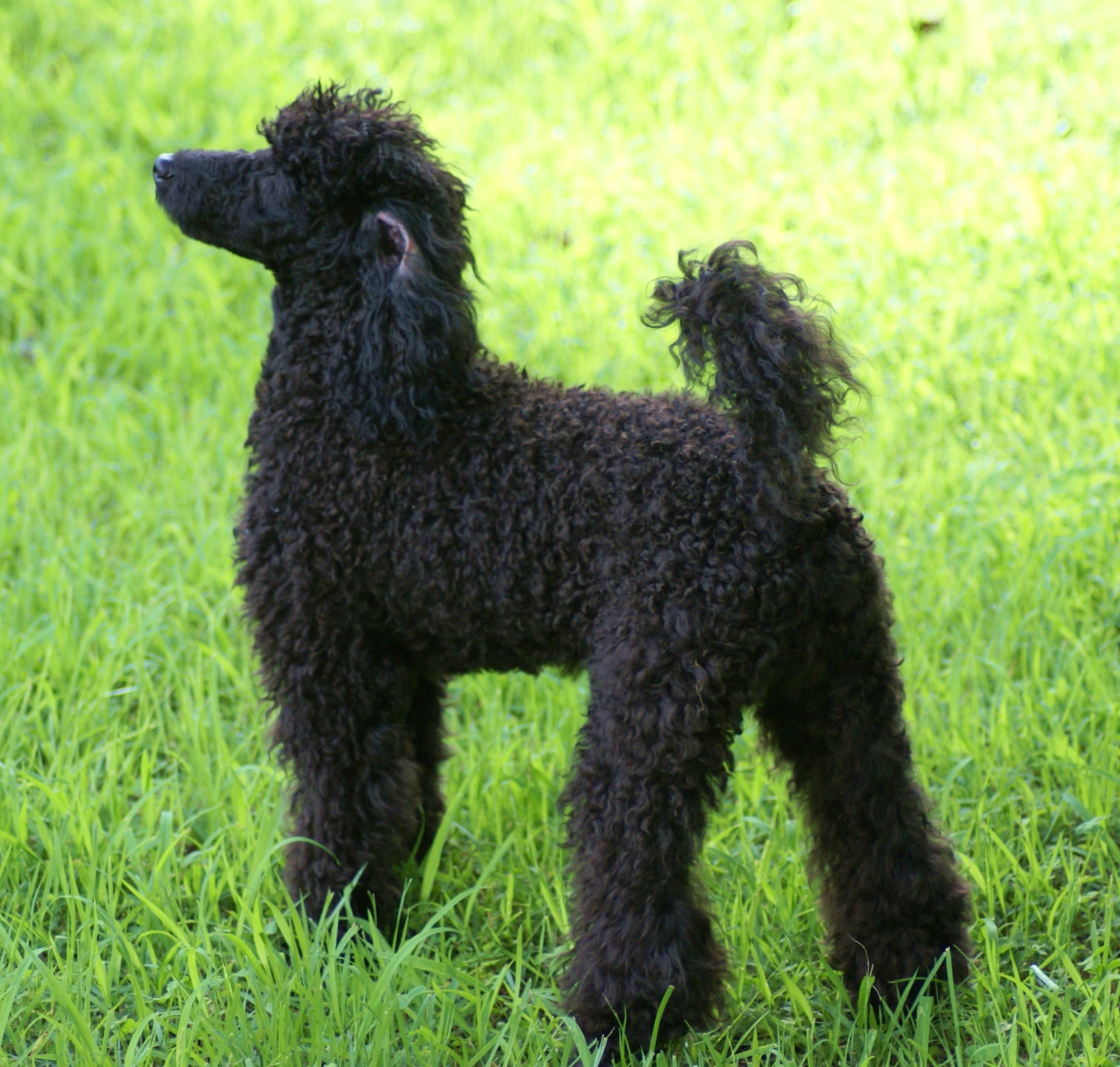 Black Poodle standing on green grass HD Wallpaper