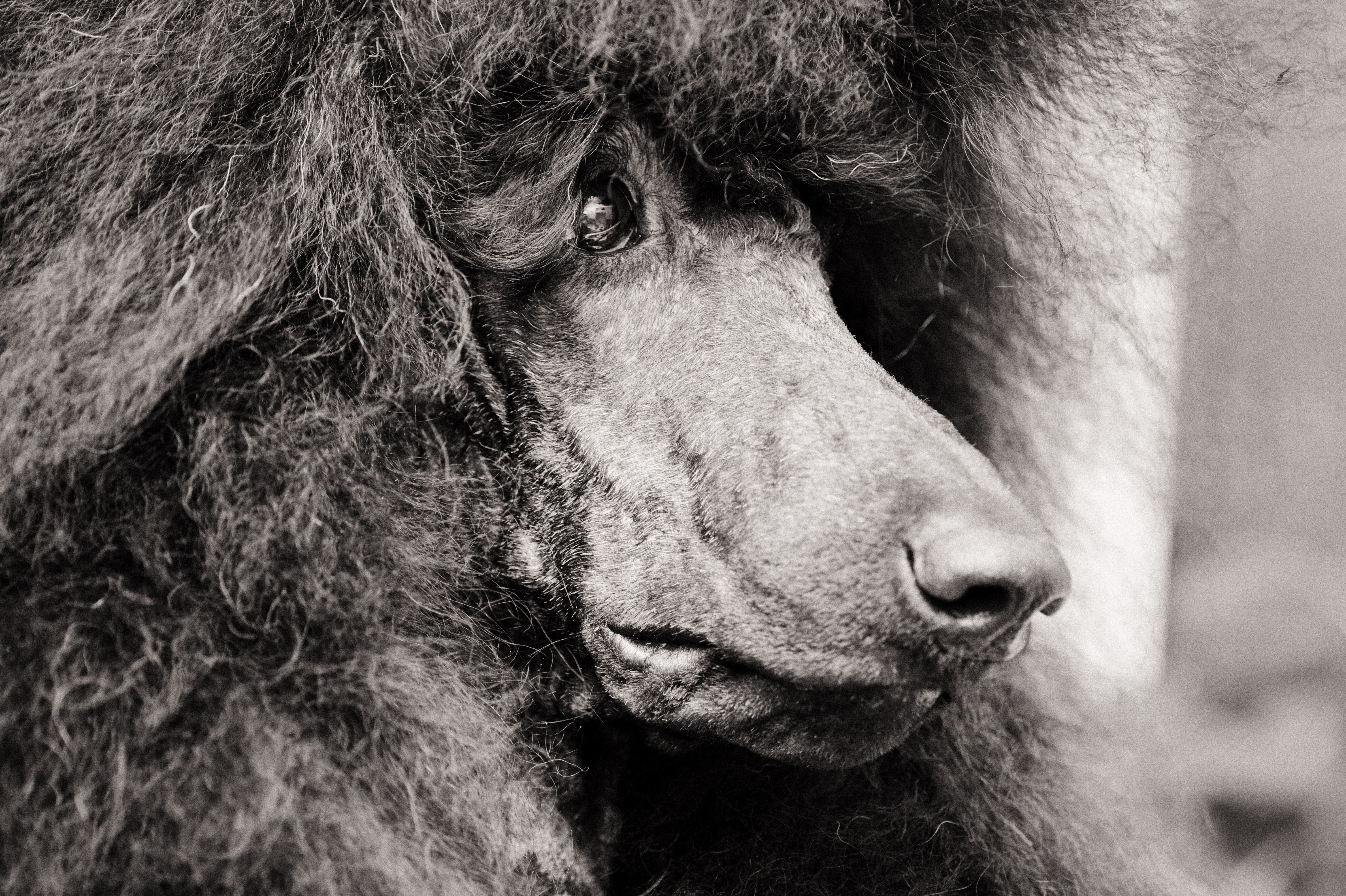 Closeup of a Poodle's face HD Wallpaper