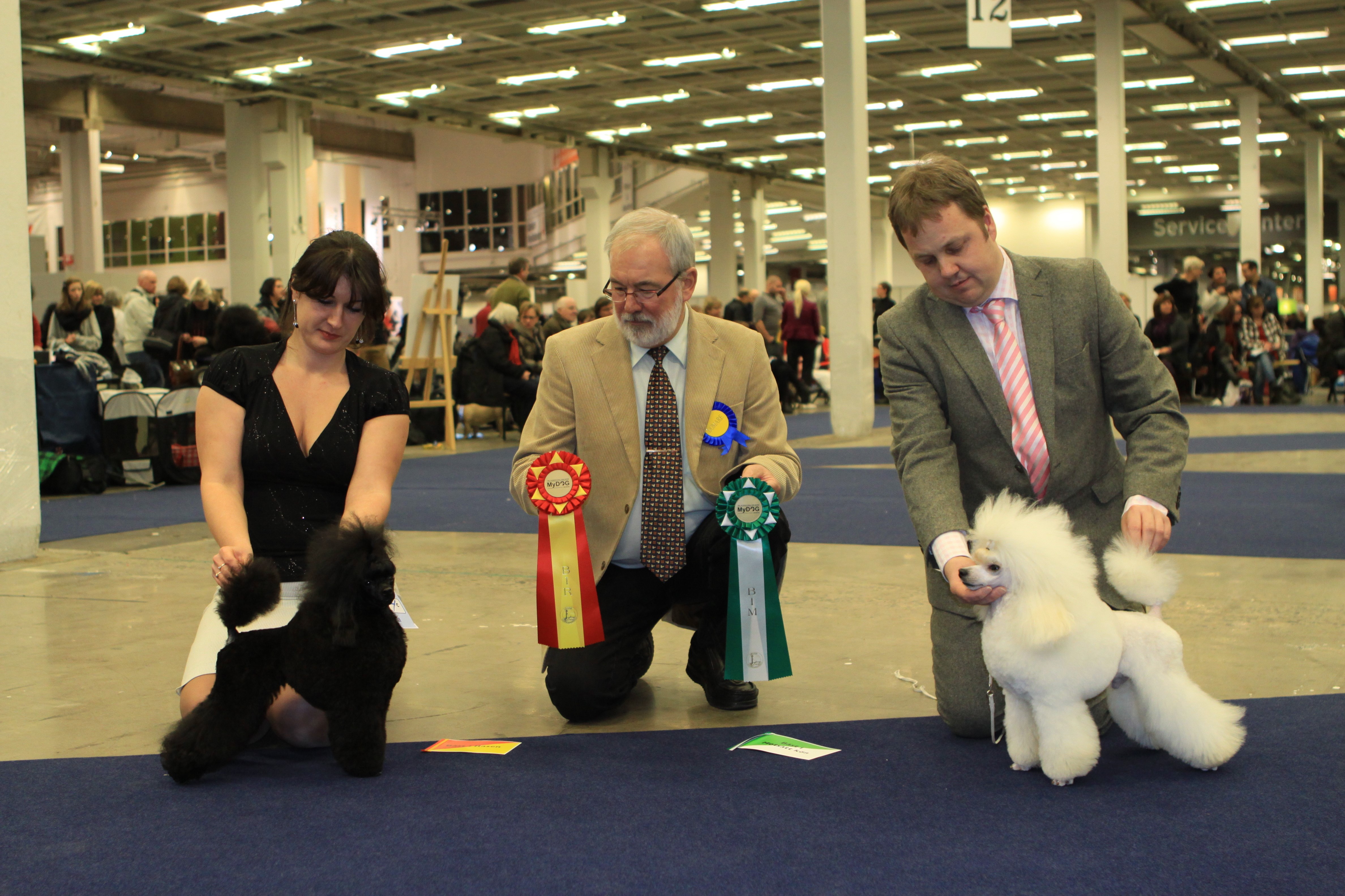 Dog show awards with poodles and handlers HD Wallpaper