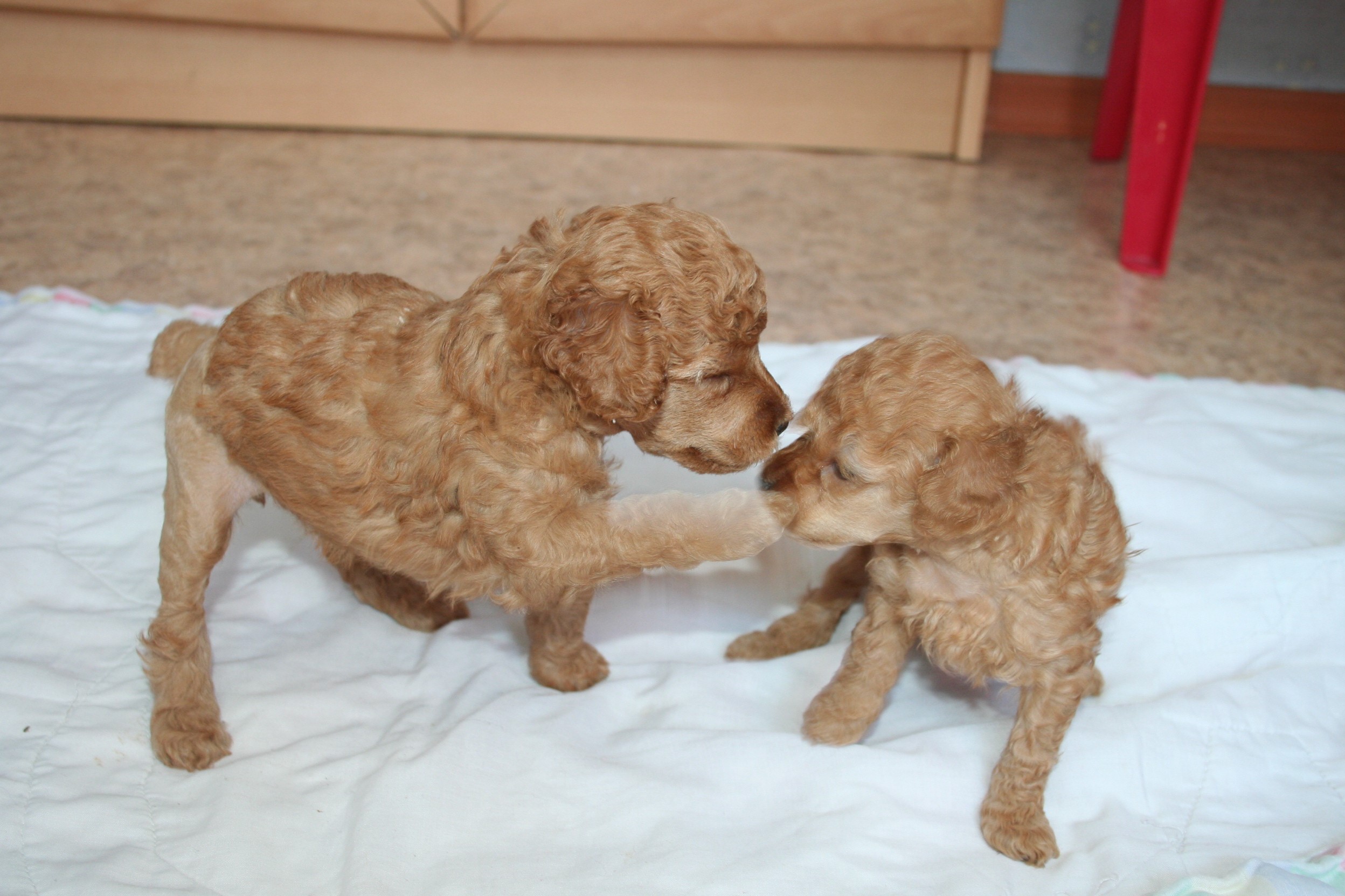 Two Poodle puppies playing HD Wallpaper