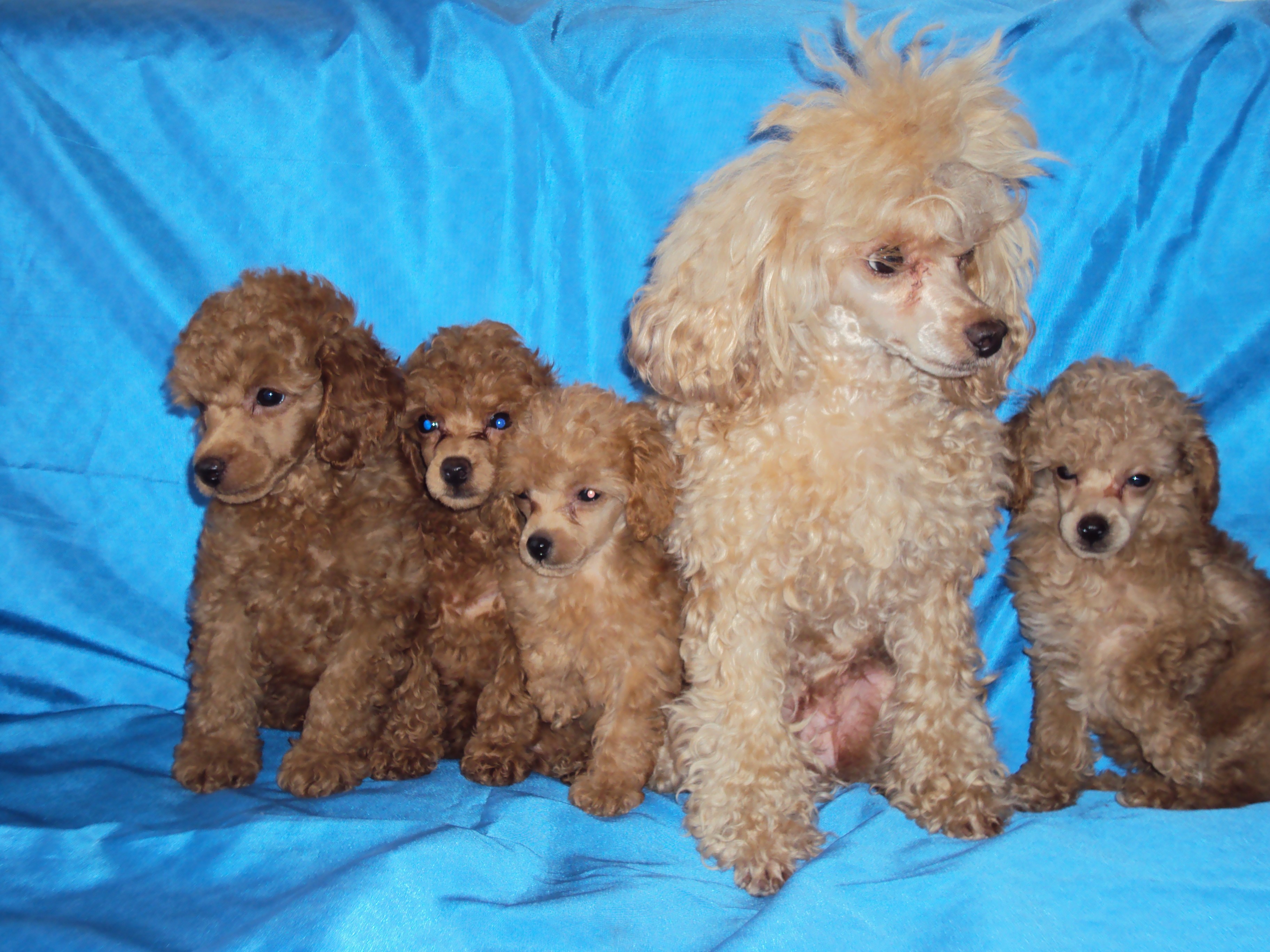 A group of poodles on a blue background HD Wallpaper