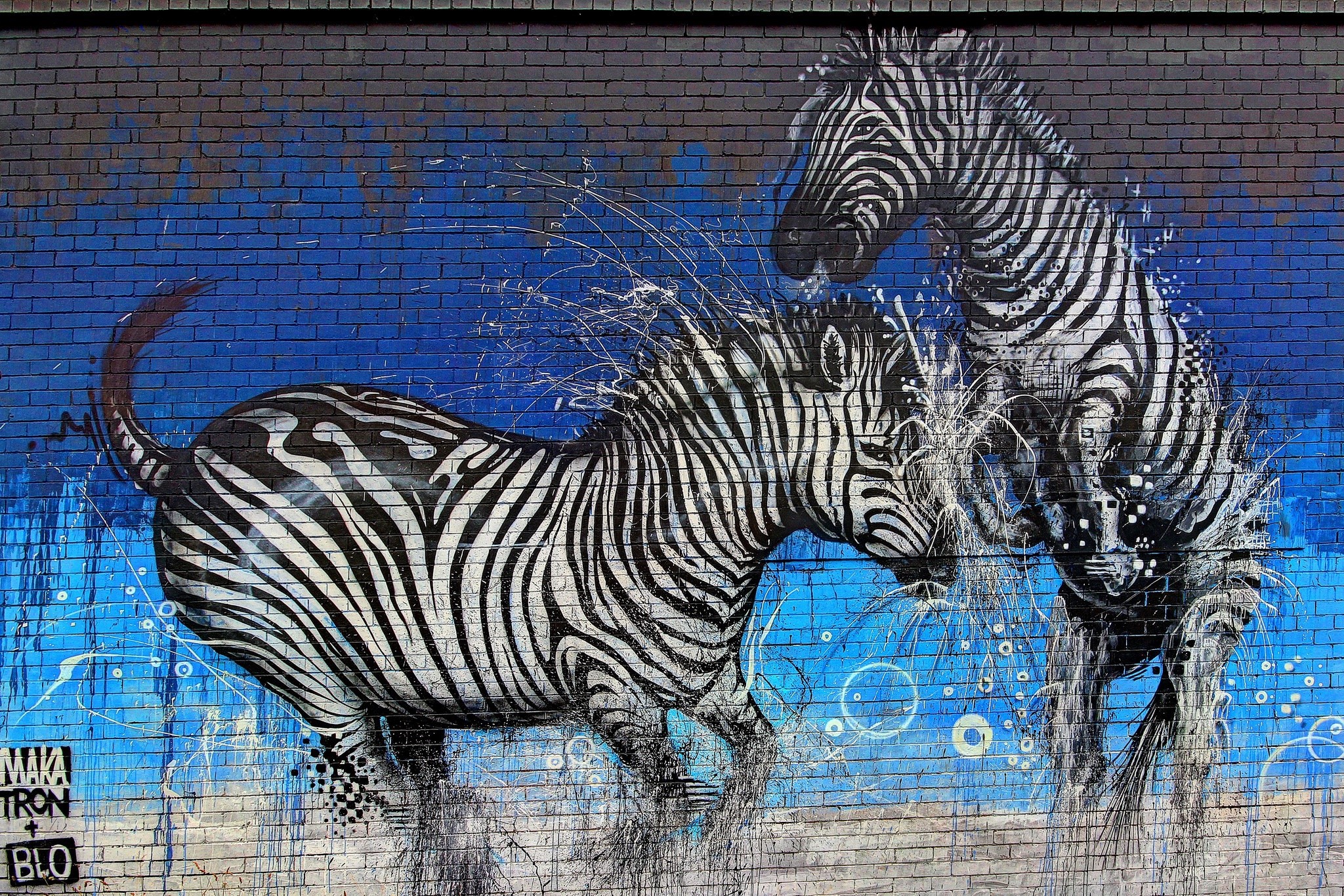 Graffiti of two zebras on a blue brick wall HD Wallpaper