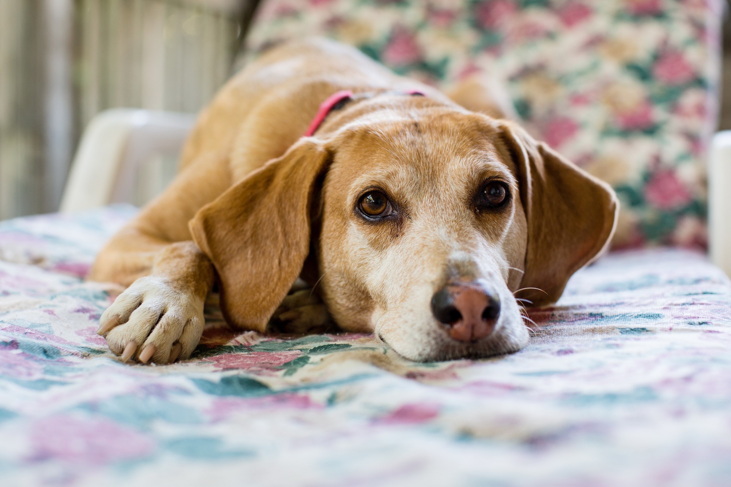 Brown dog lying on a floral couch HD Wallpaper