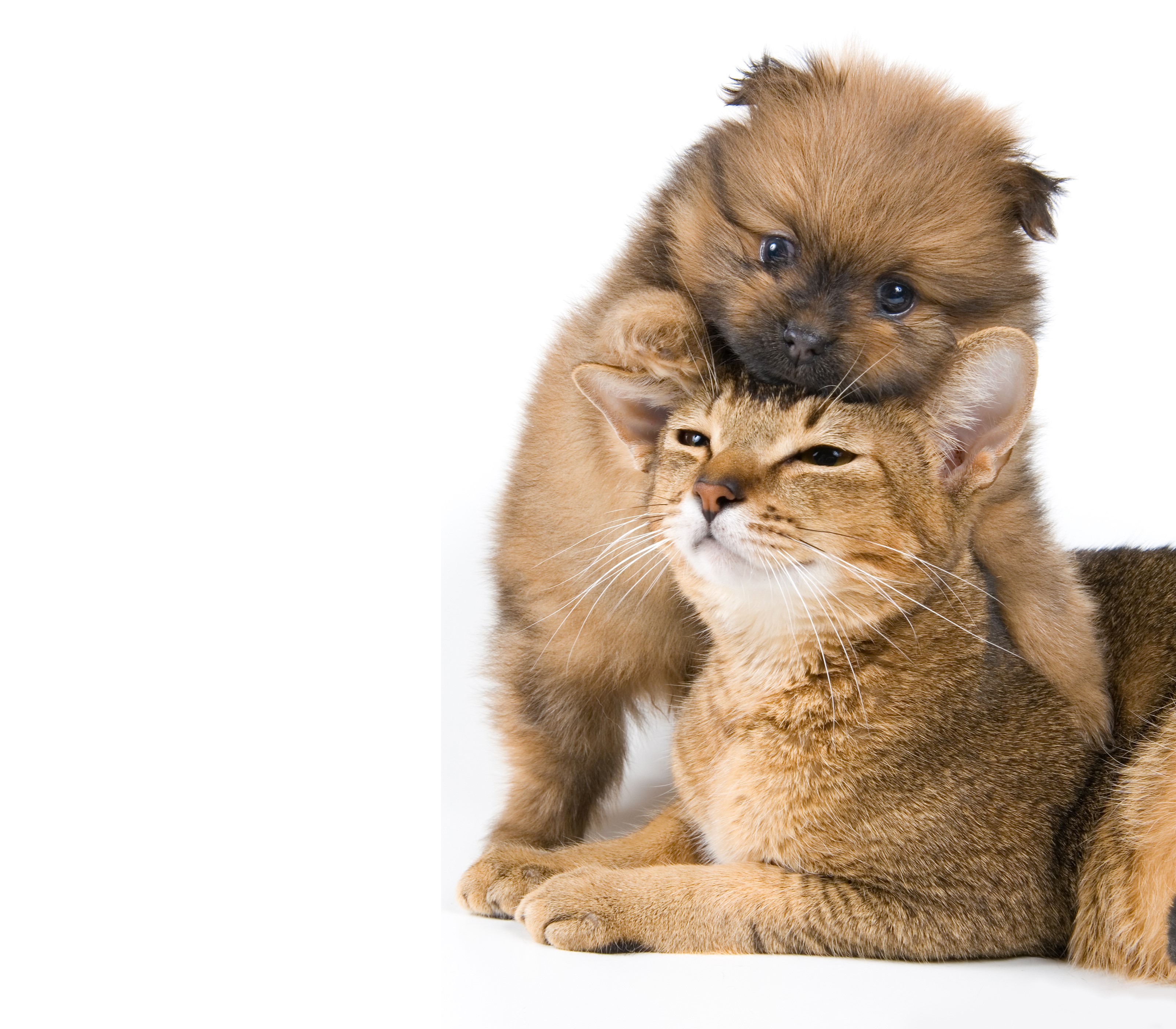 Puppy on top of a cat HD Wallpaper