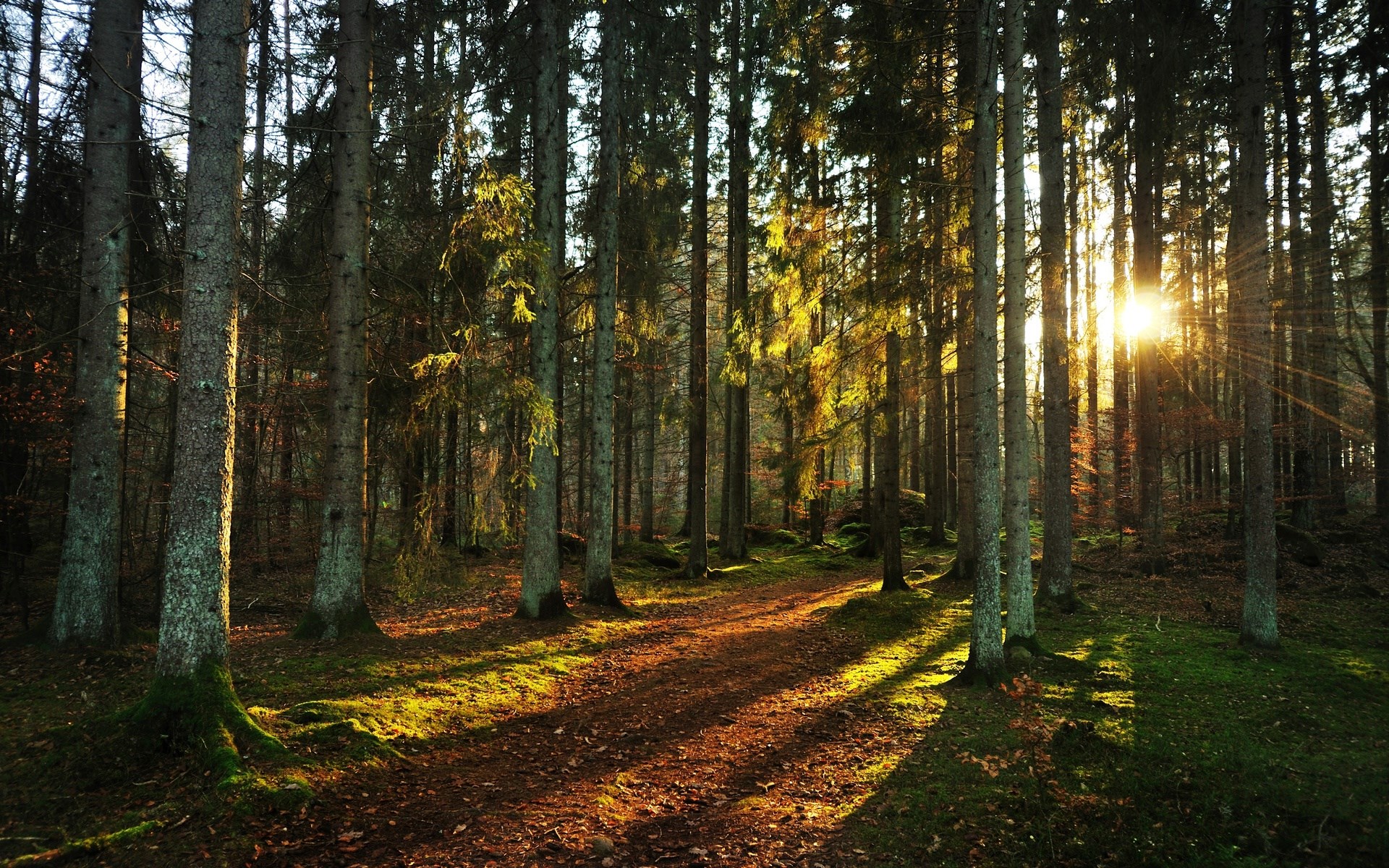 Sunlight filtering through a forest path HD Wallpaper