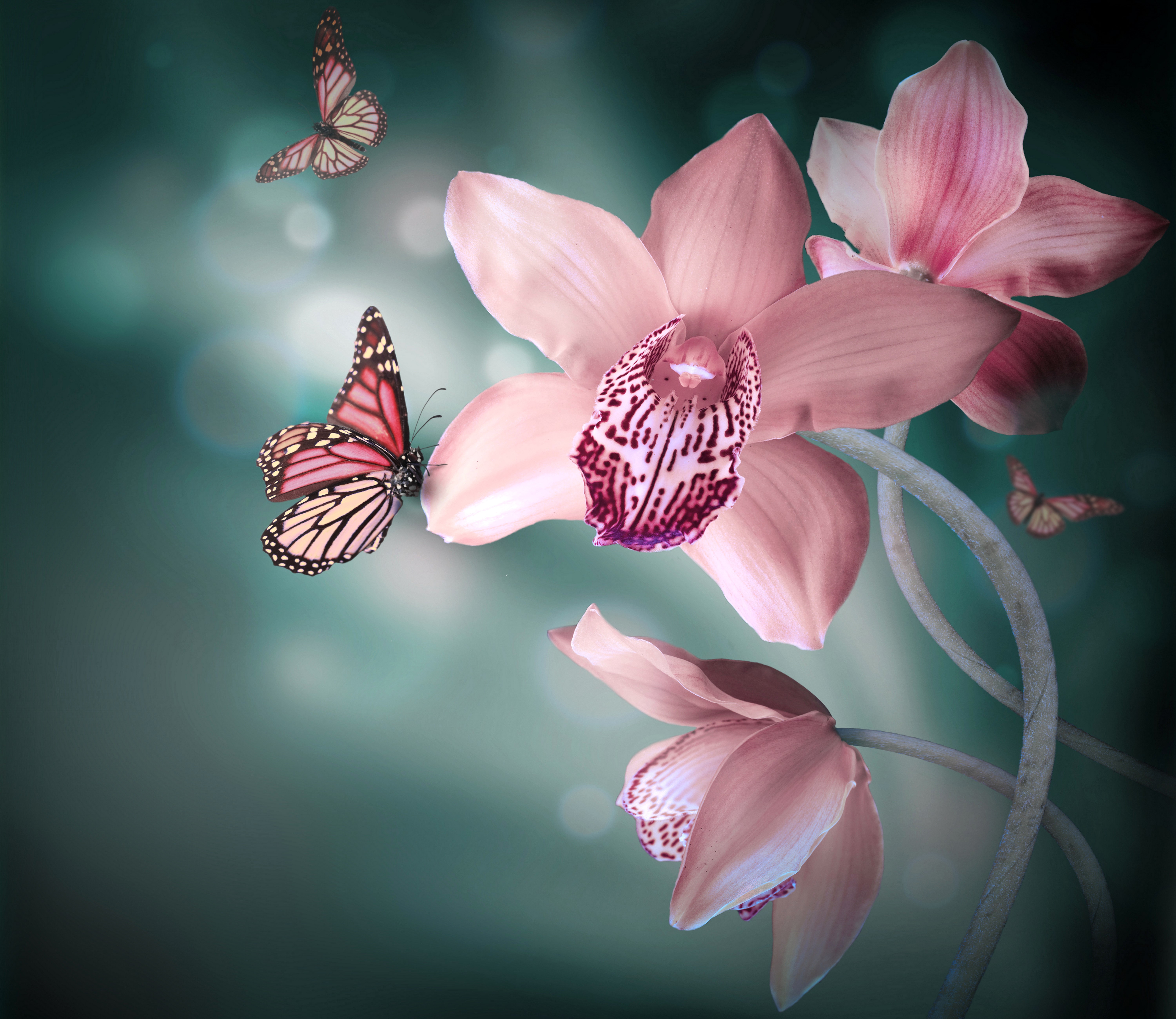 Pink Orchids and Butterflies HD Wallpaper
