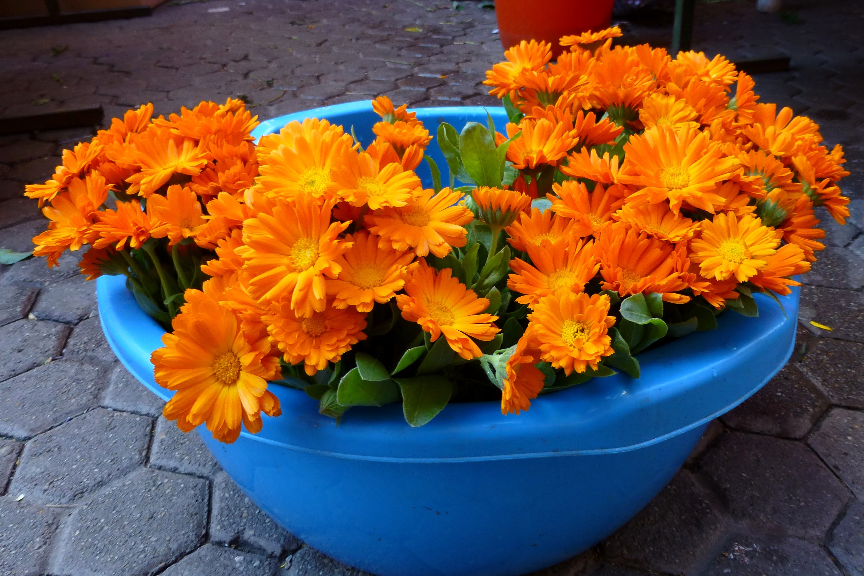 Orange Calendula Flowers in a Blue Pot HD Wallpaper
