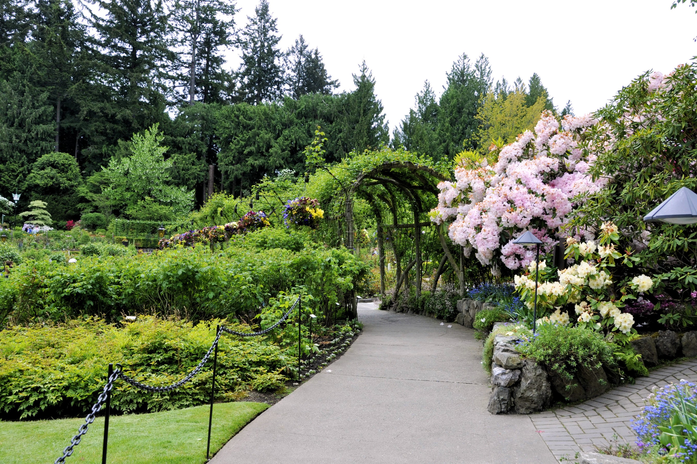 Butchart Gardens pathway with blooming rhododendrons HD Wallpaper