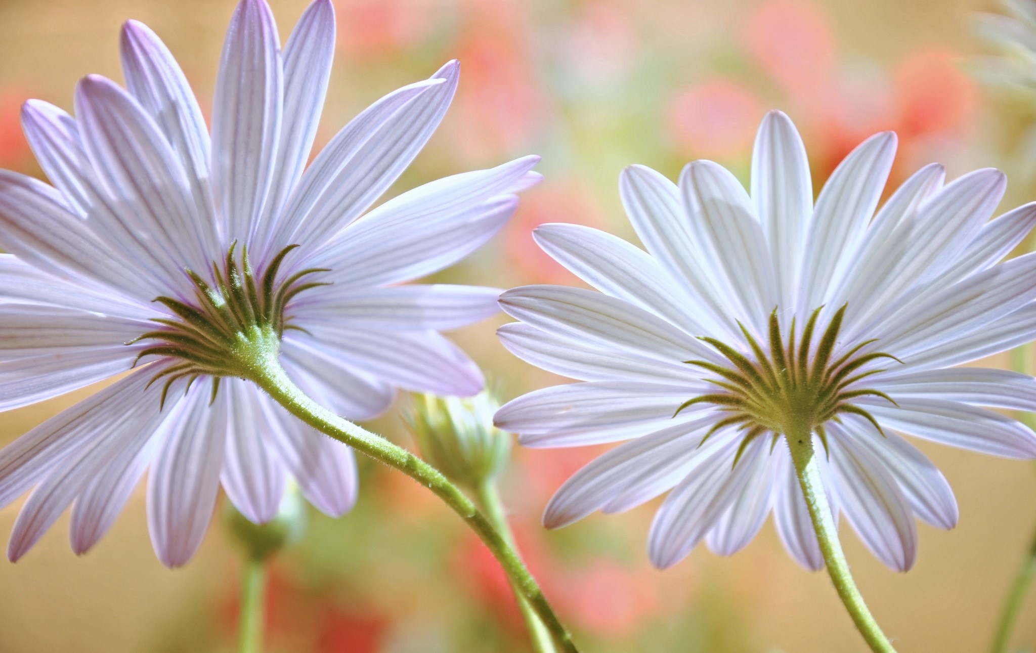 Two white daisies with purple tips on stems HD Wallpaper