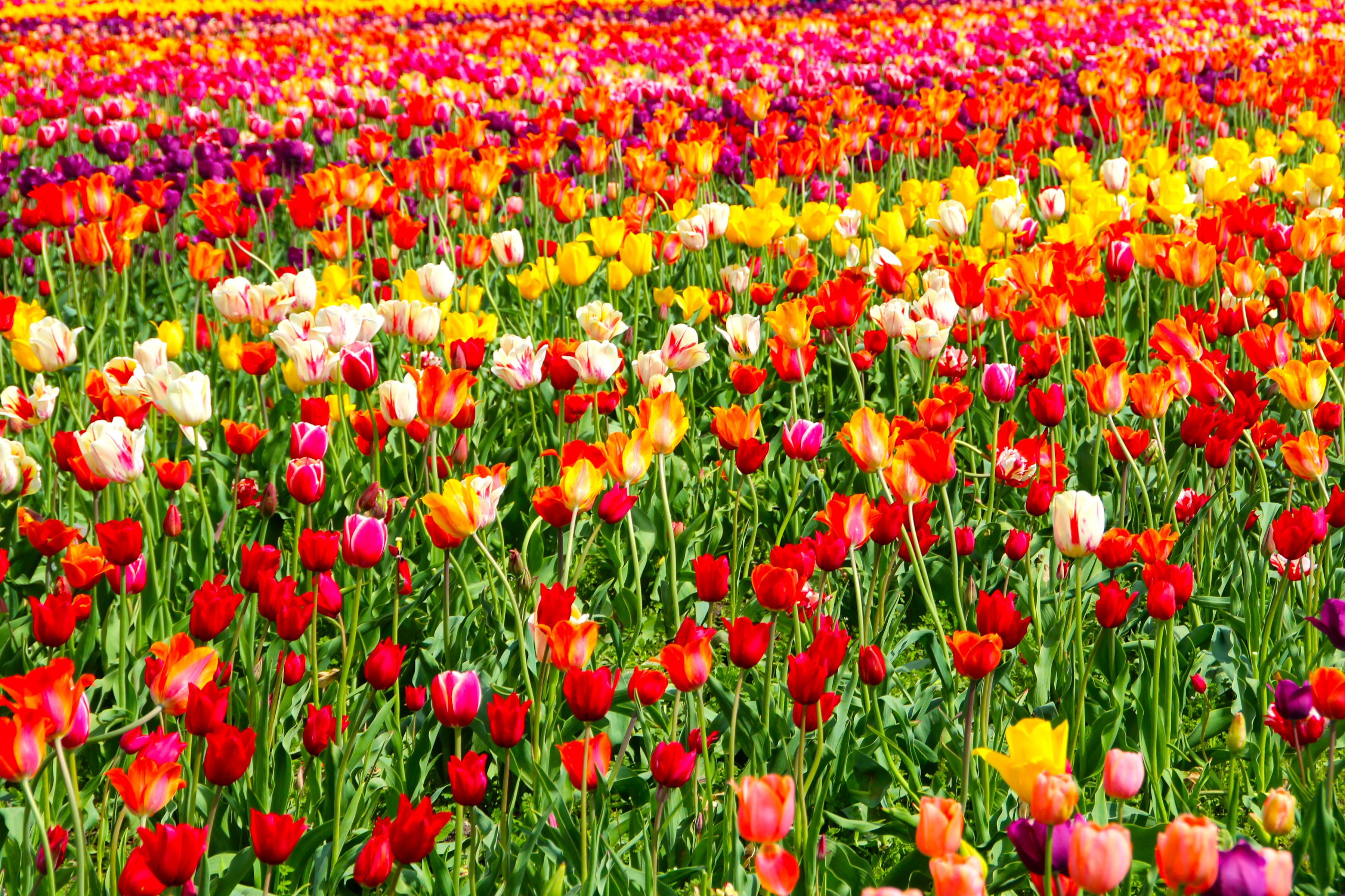 Field of colorful tulips in bloom HD Wallpaper