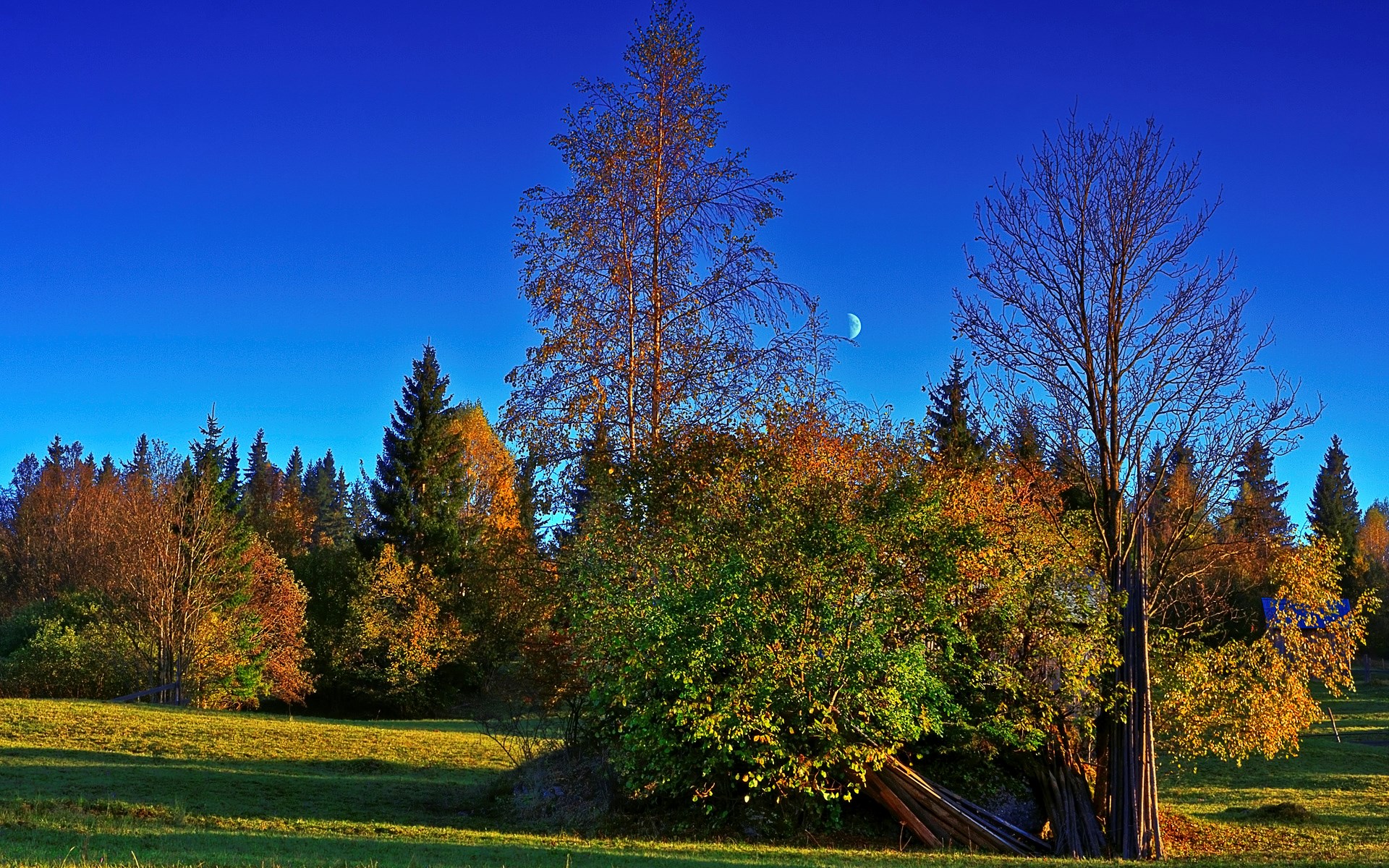 Autumn forest with a crescent moon in a blue sky HD Wallpaper