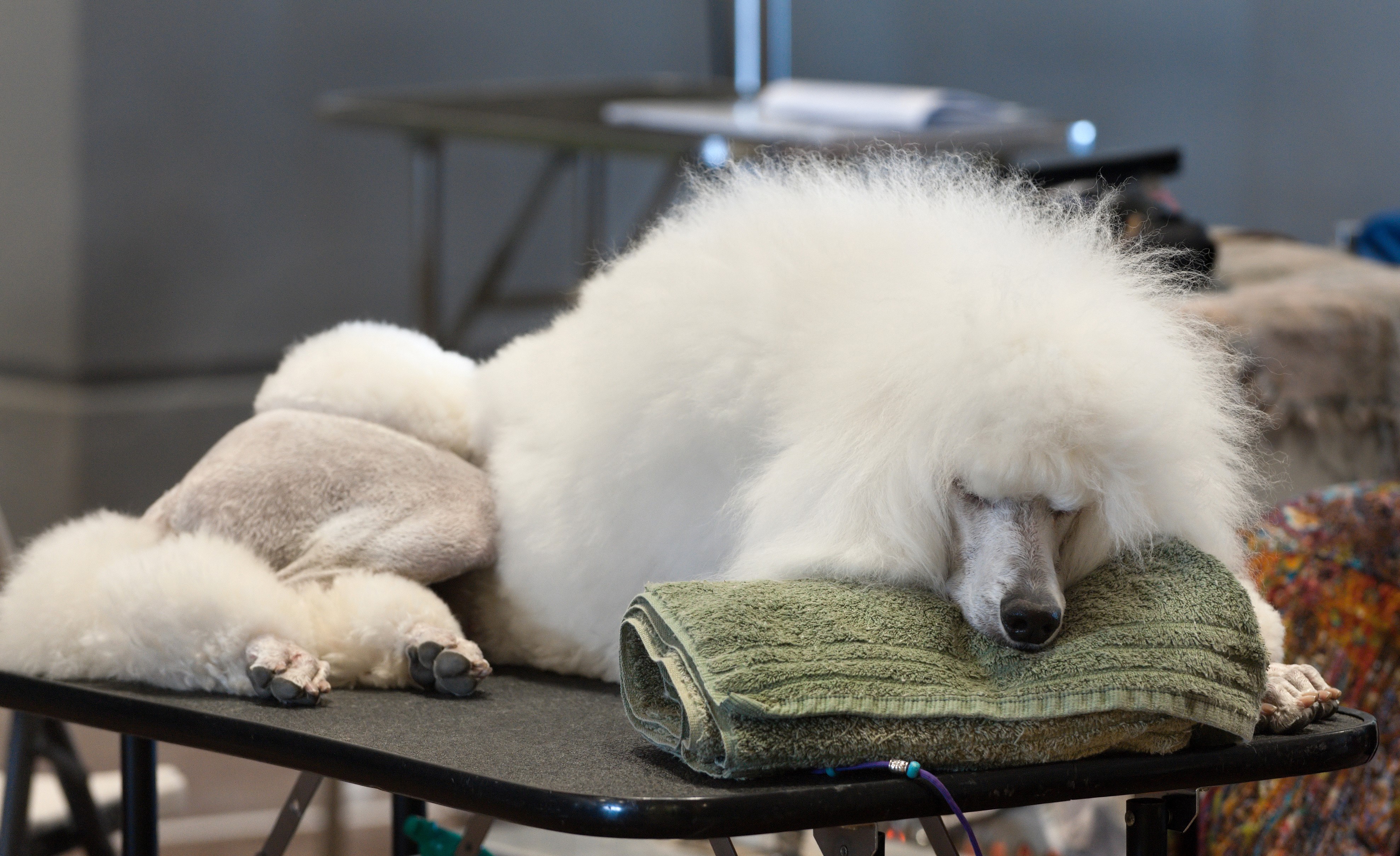 White Poodle Sleeping on a Towel HD Wallpaper