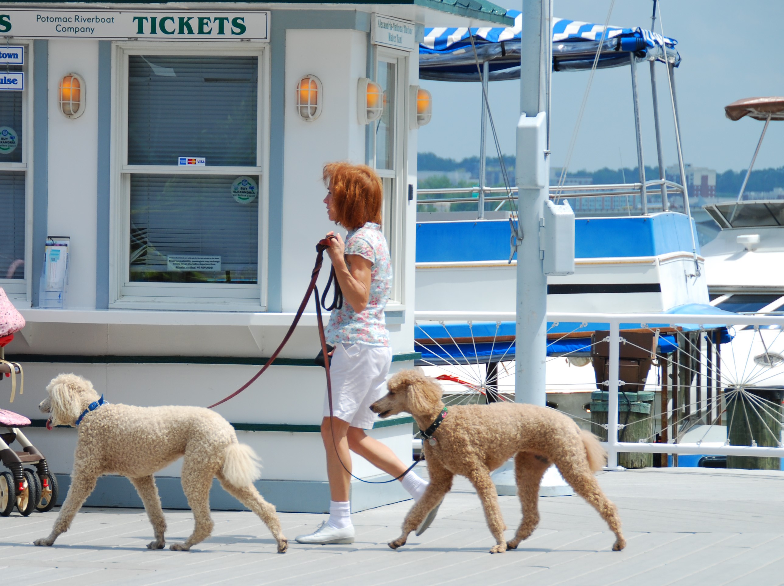 Woman walking two poodles by Potomac Riverboat Company ticket booth HD Wallpaper