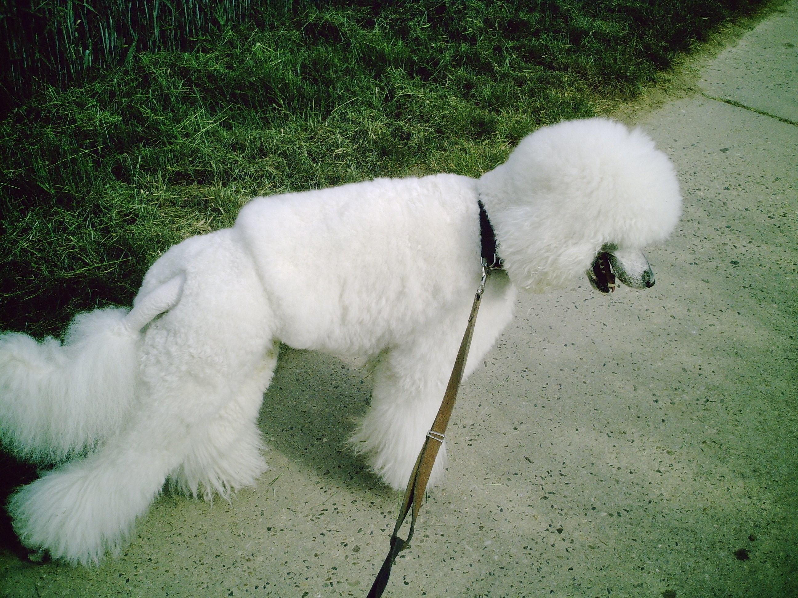 White Poodle on a Leash Next to Grass HD Wallpaper