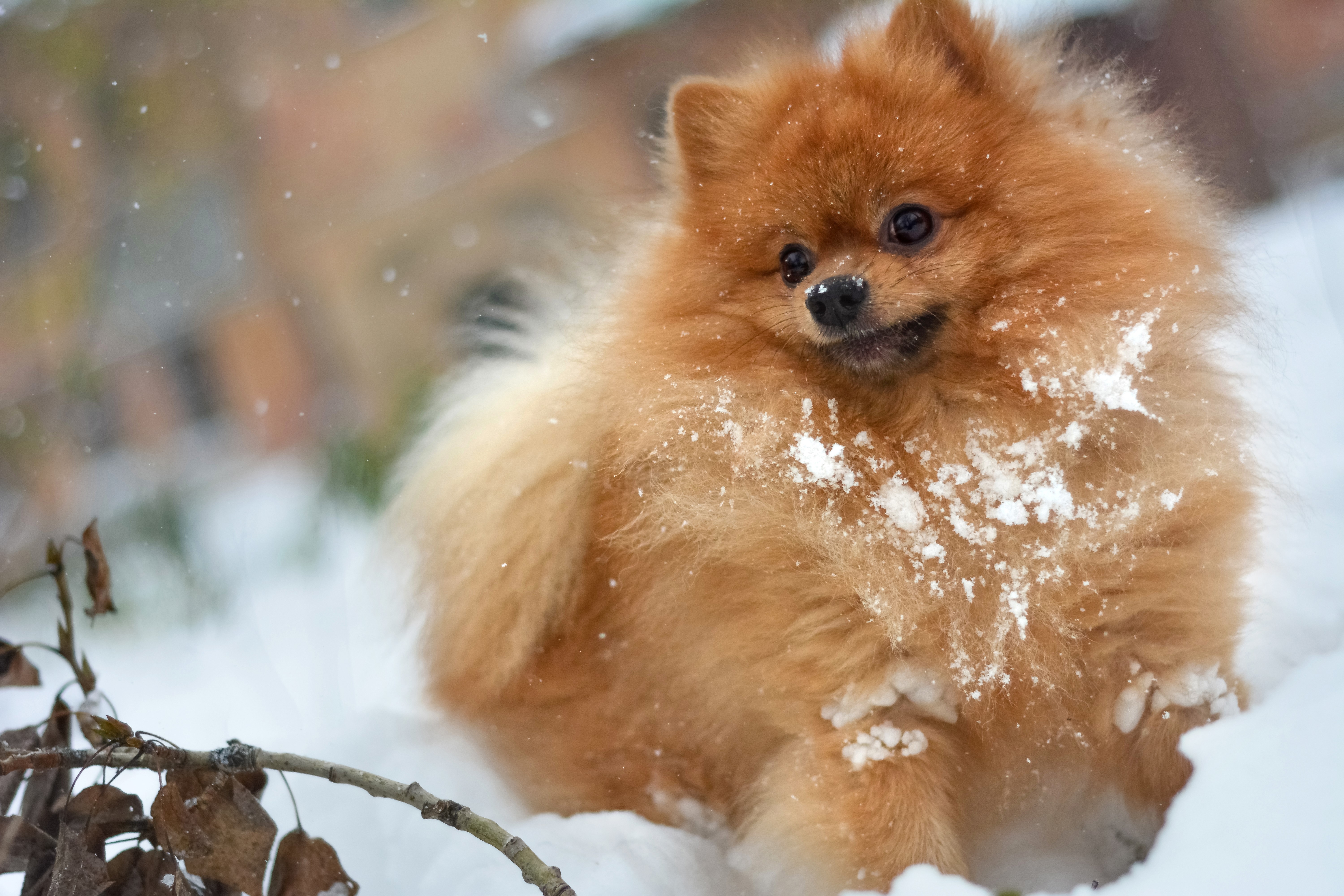 Ginger Pomeranian dog in the snow HD Wallpaper