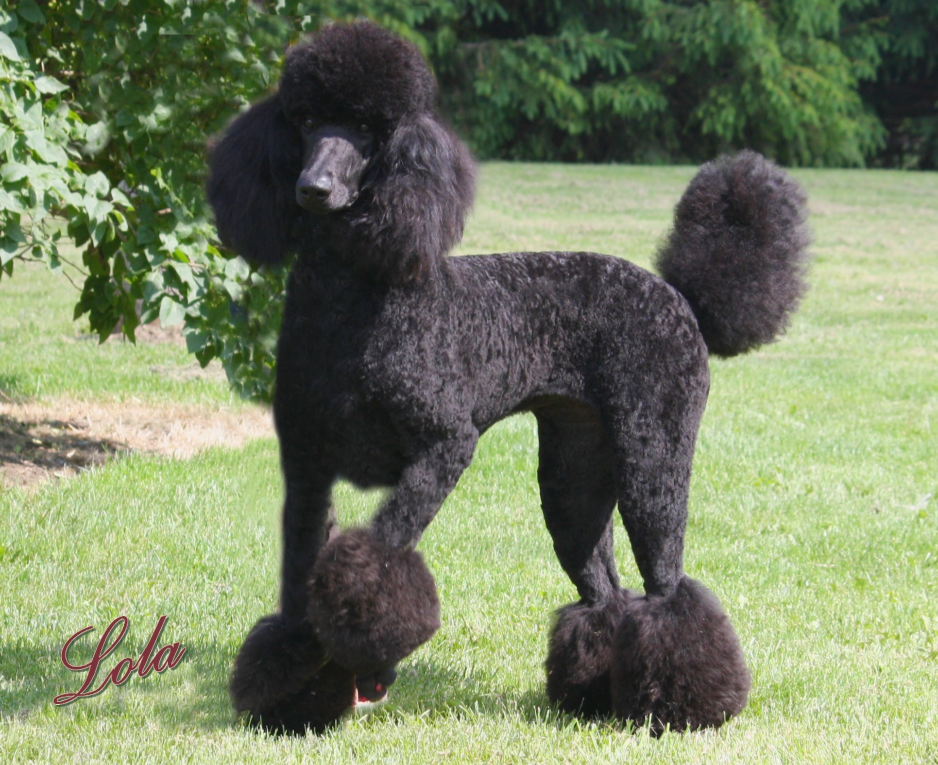 Black Poodle named Lola standing on grass HD Wallpaper