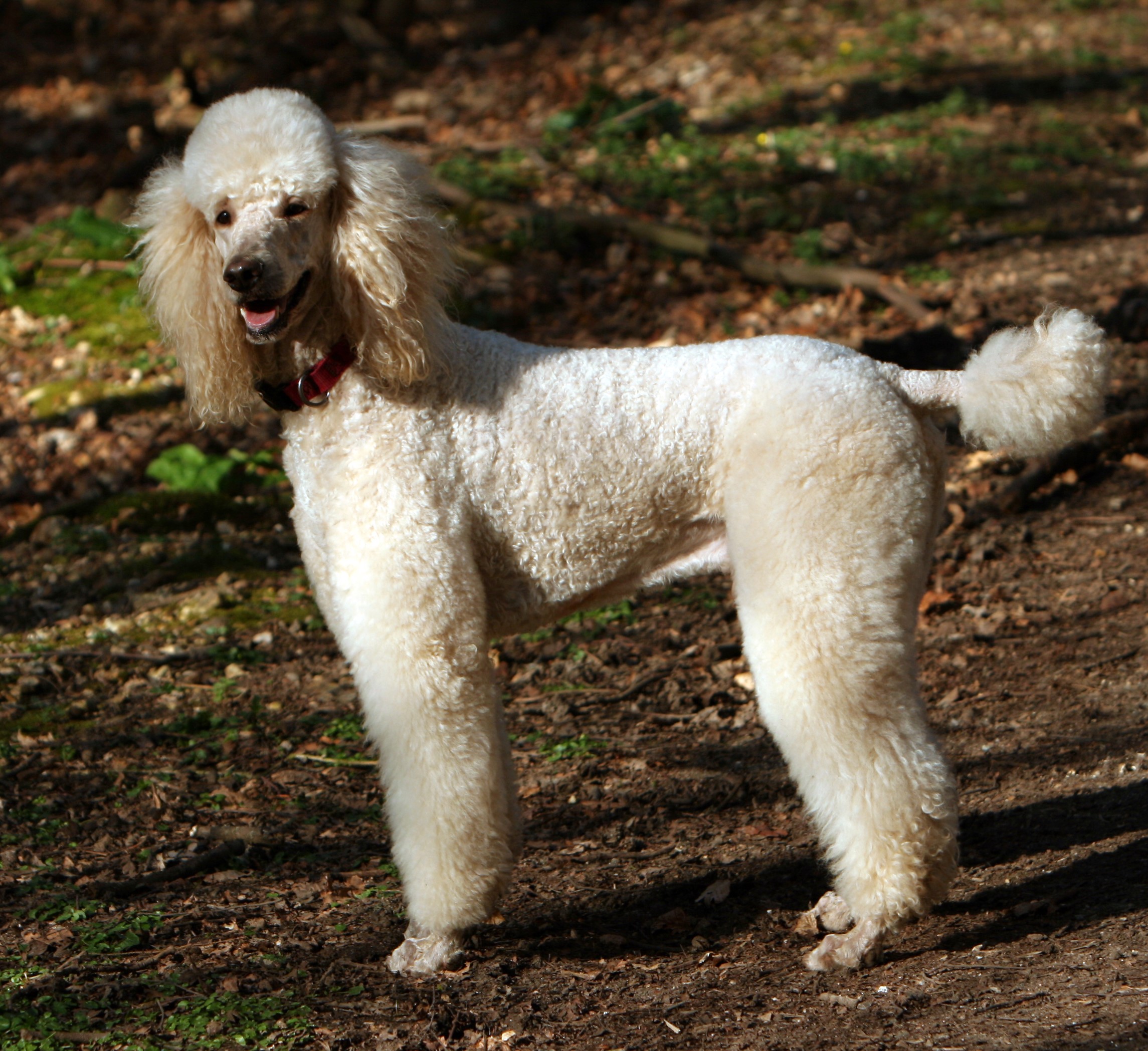 White Poodle standing in a forest HD Wallpaper