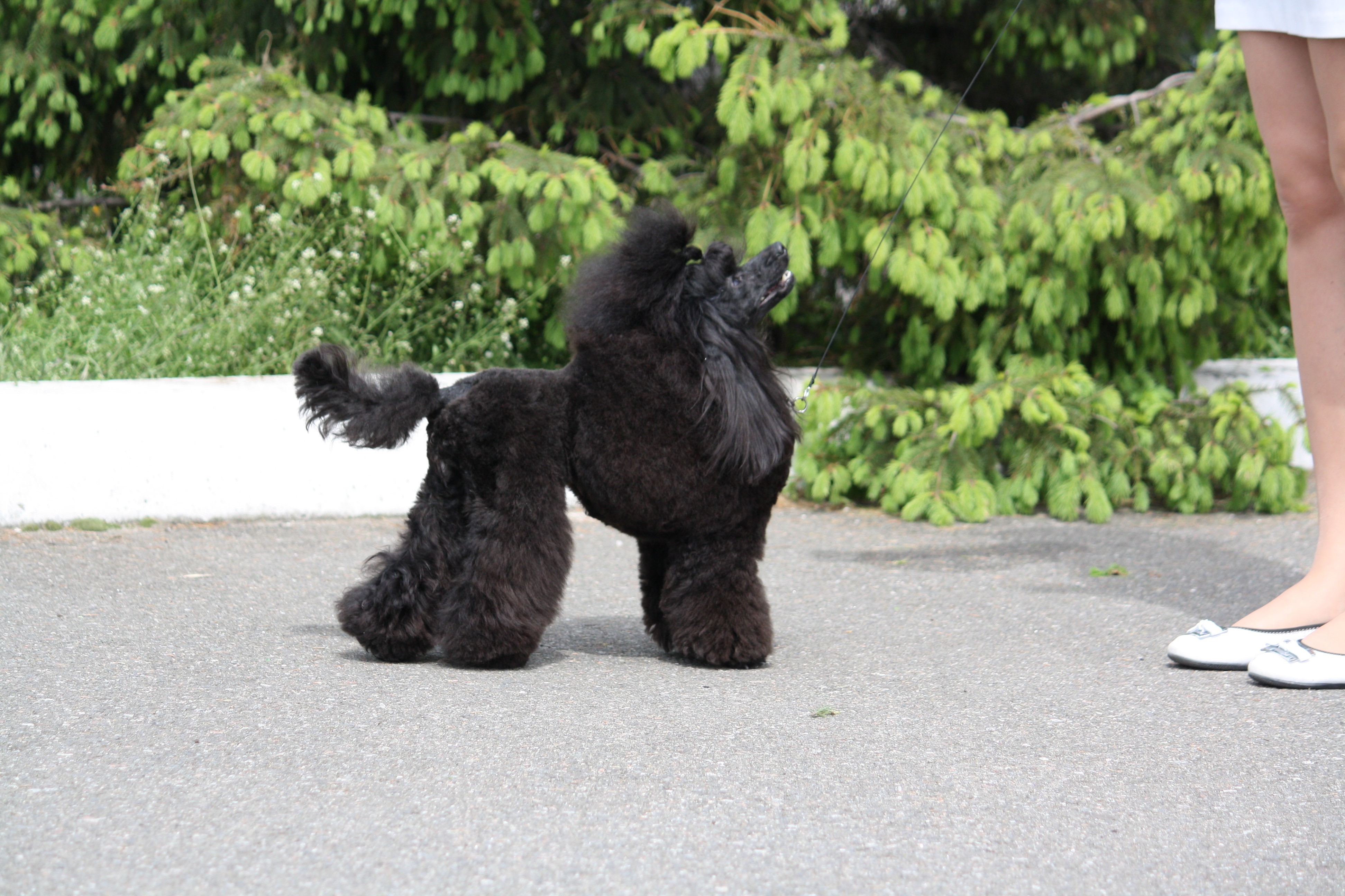 Black Poodle on a Leash HD Wallpaper