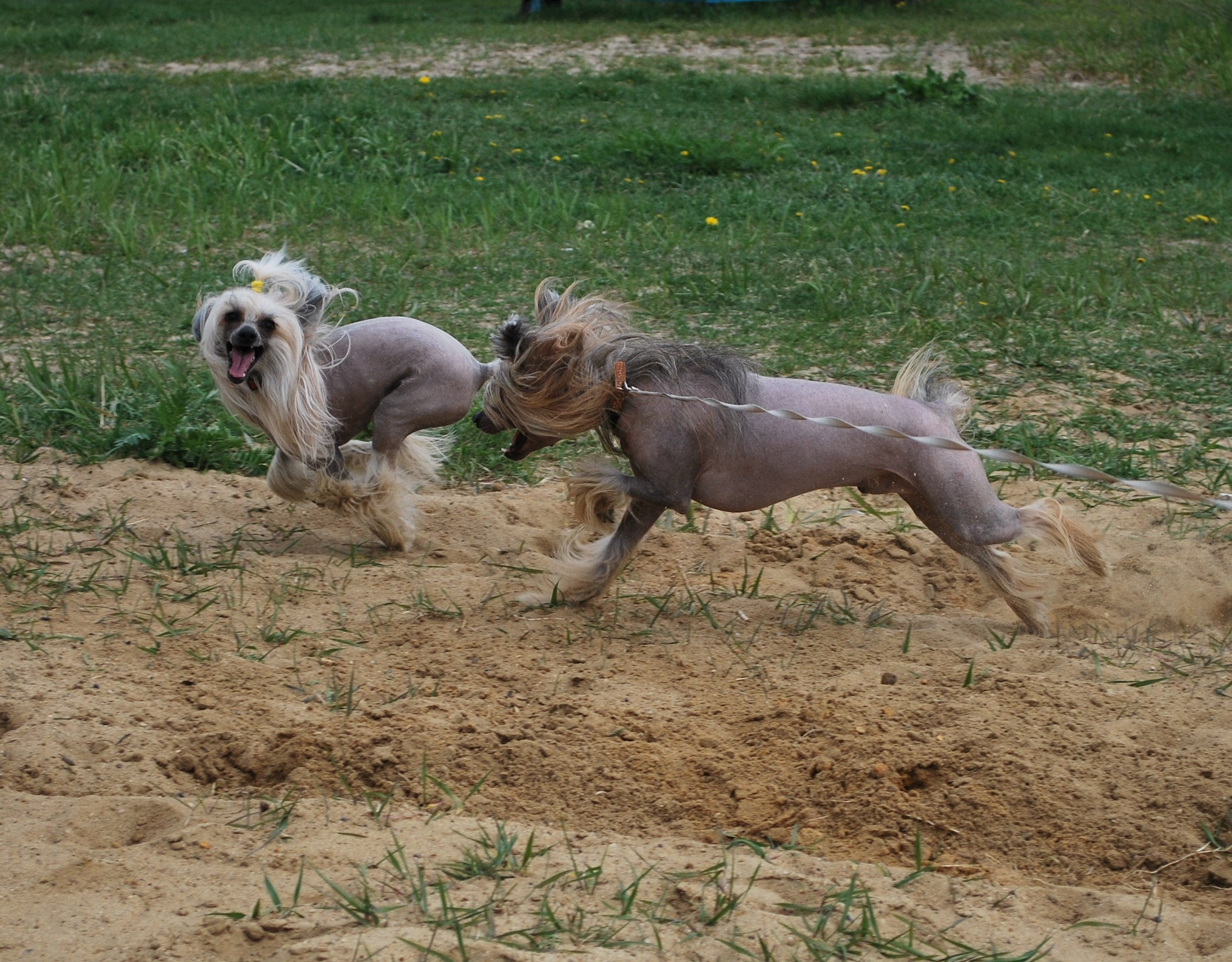 Two Chinese Crested dogs running on sand HD Wallpaper