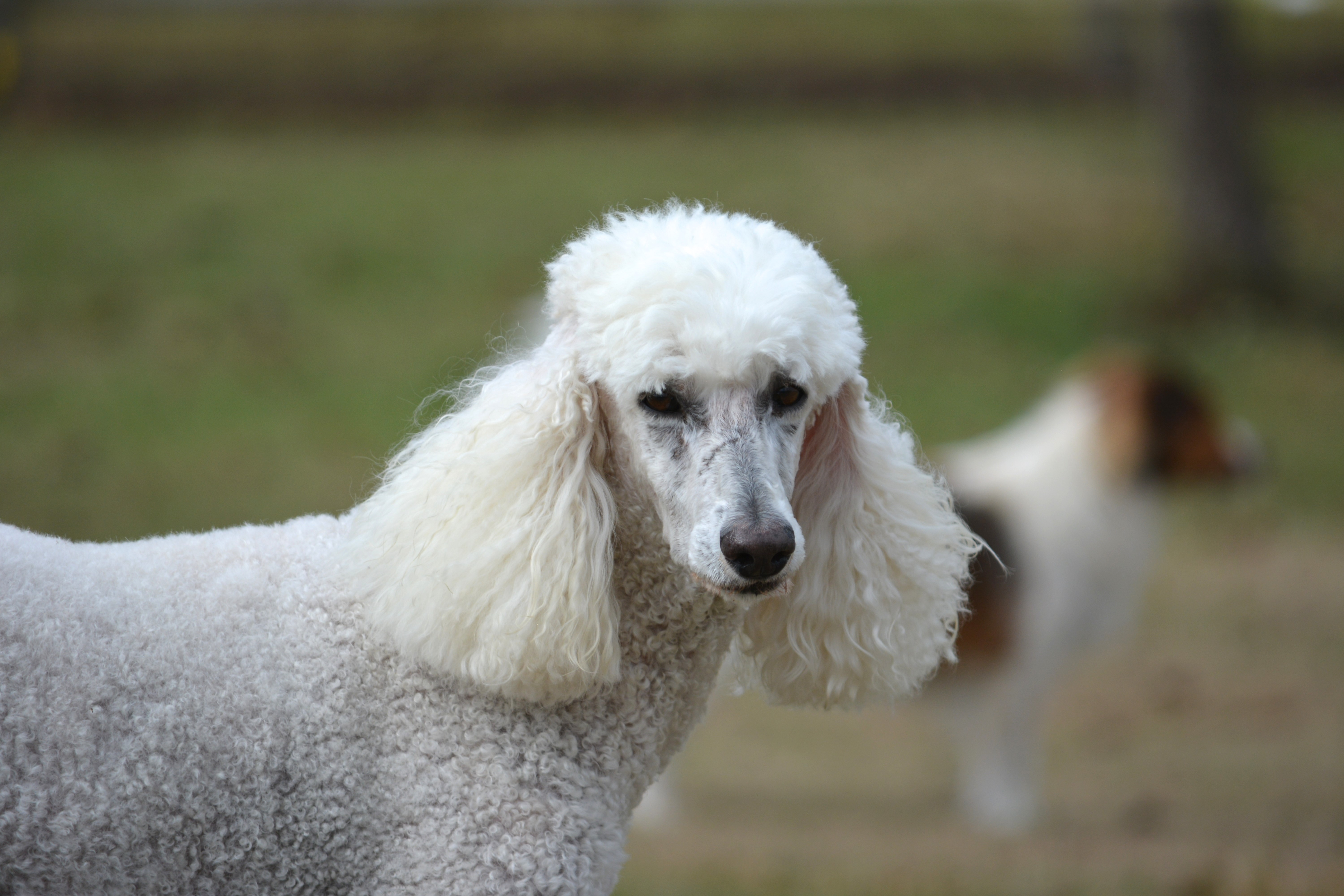White Poodle Dog HD Wallpaper
