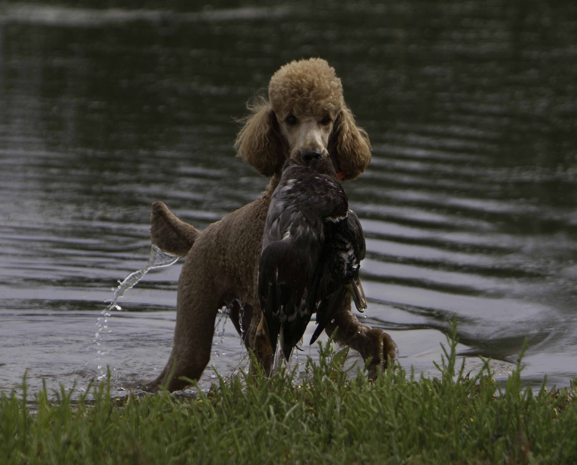 Poodle retrieving a dead bird from water HD Wallpaper