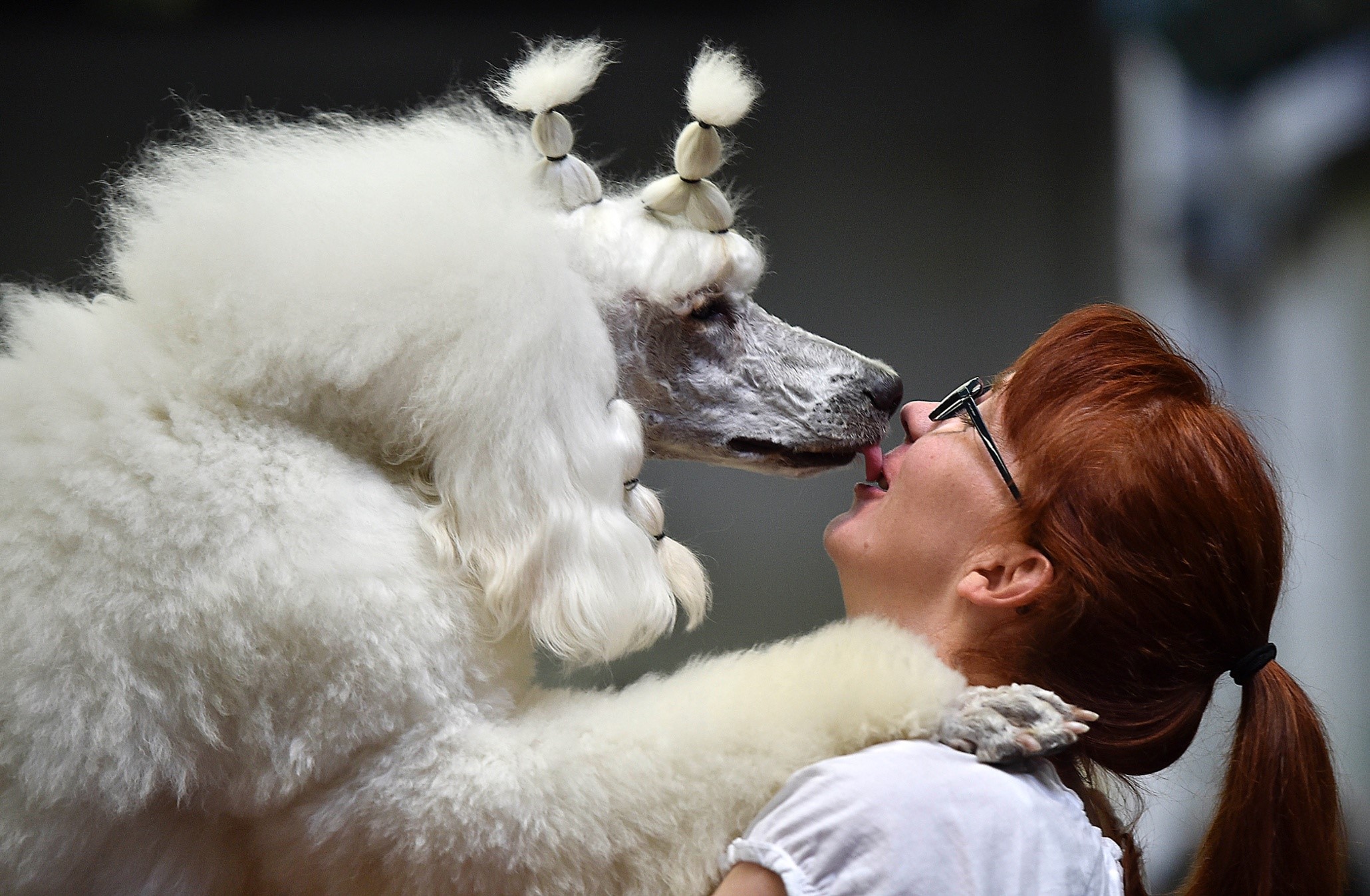 White Poodle kisses a woman with red hair HD Wallpaper