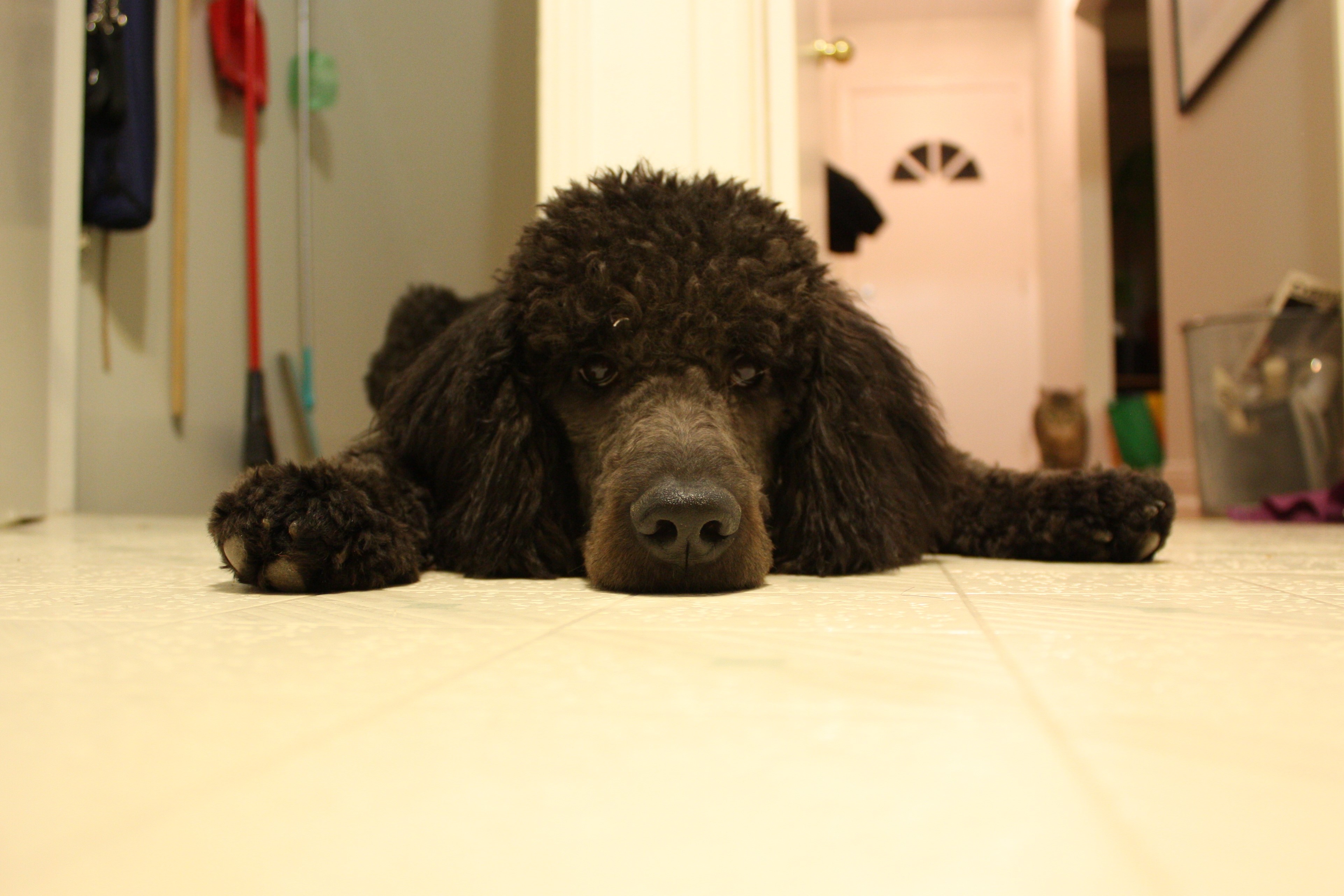 Black Poodle Dog Lying Down HD Wallpaper