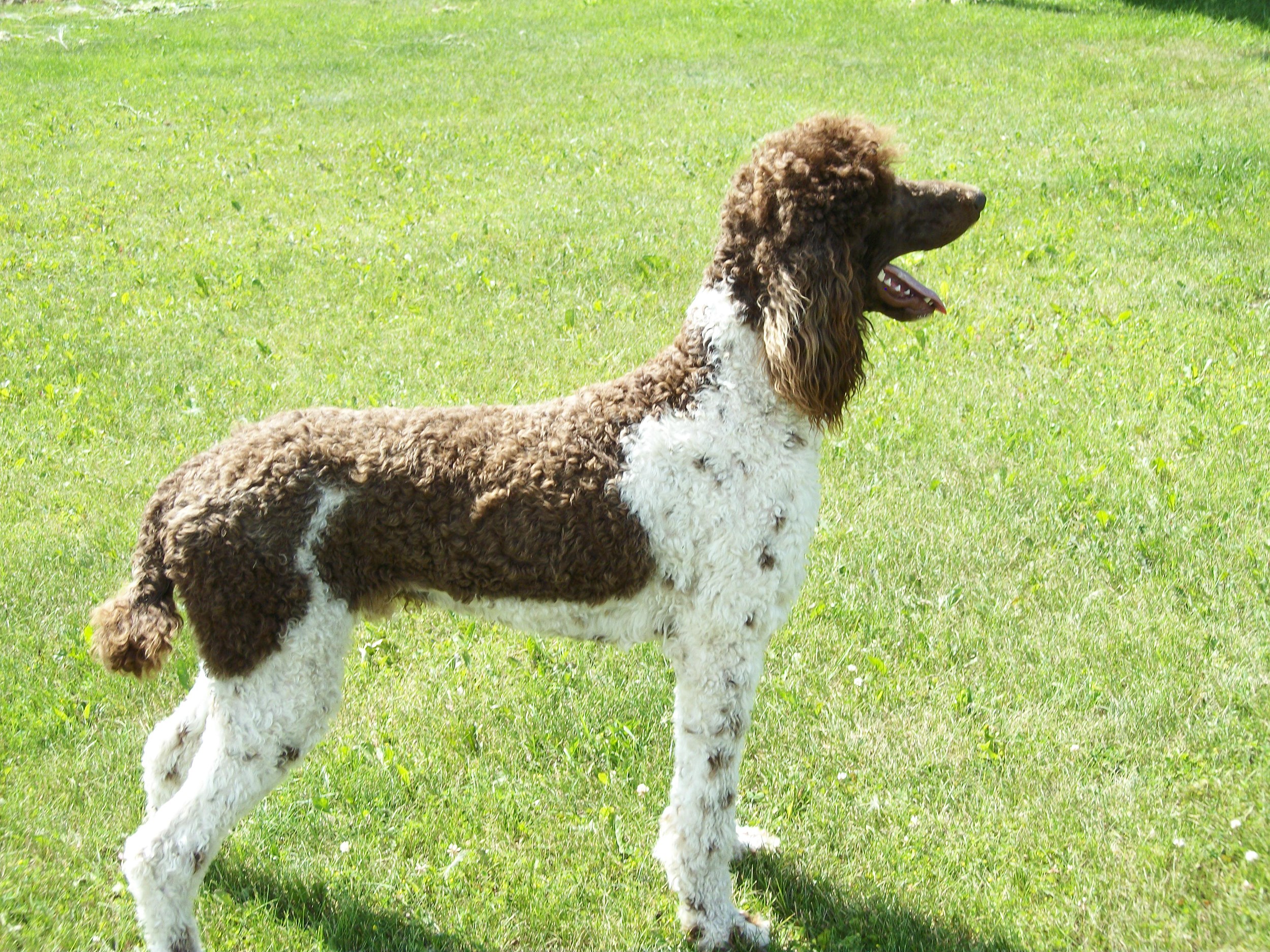 Brown and white poodle standing on grass HD Wallpaper
