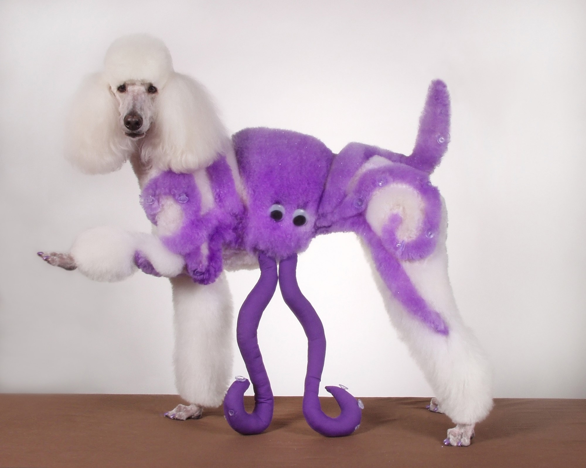 Poodle groomed to look like an octopus HD Wallpaper
