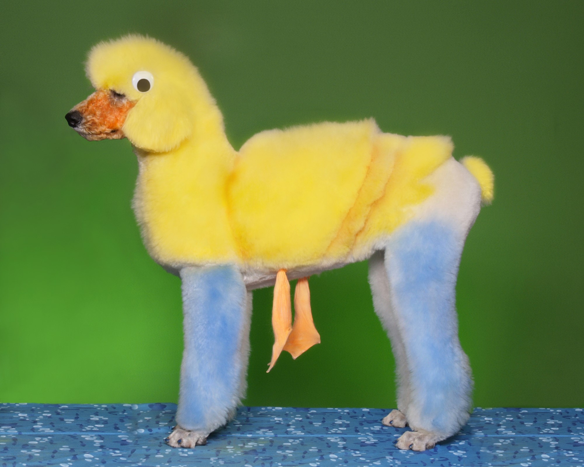 Poodle groomed to look like a duck HD Wallpaper