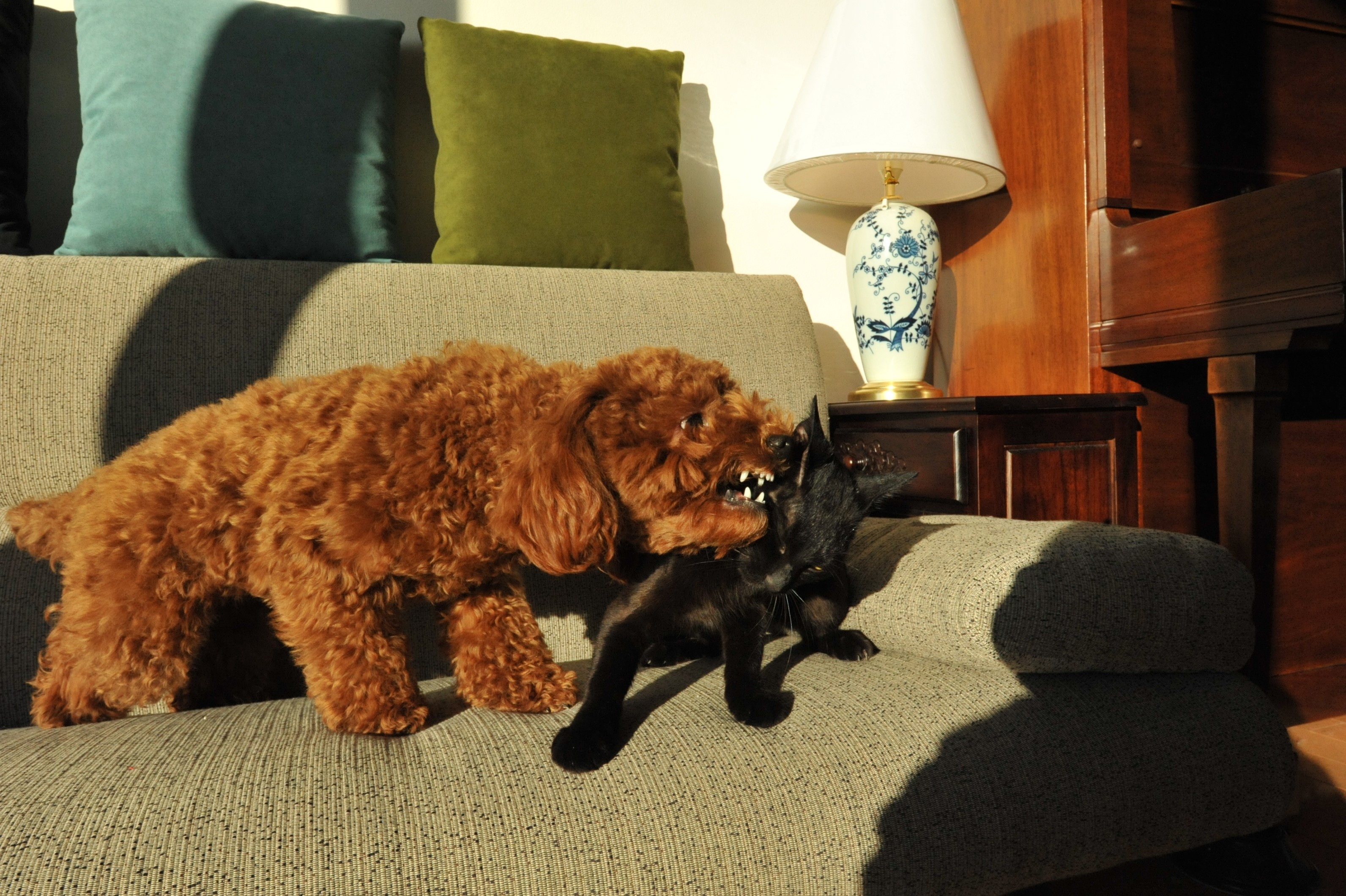 Brown poodle attacking a black cat on a couch HD Wallpaper