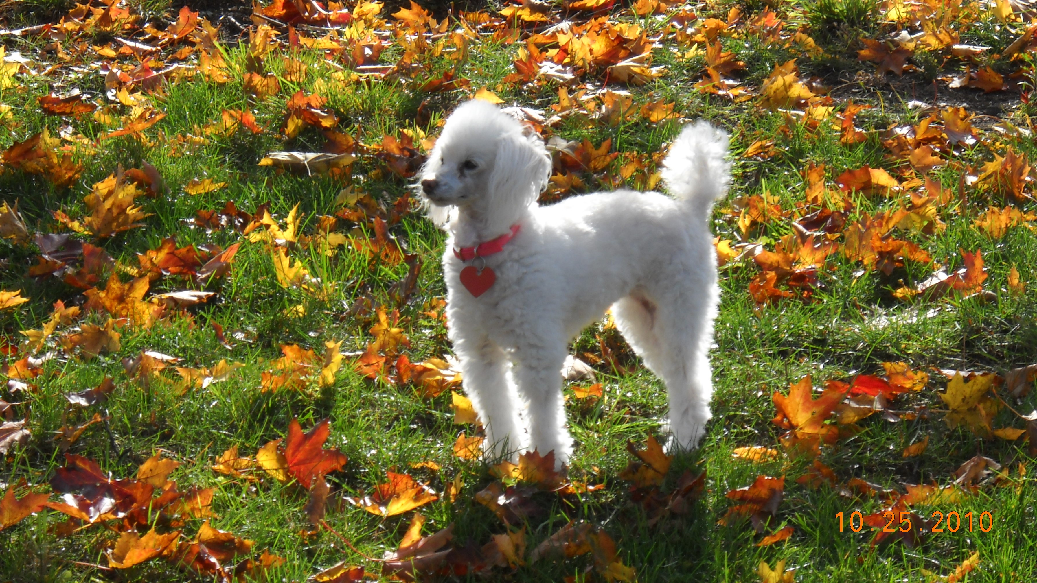 White Poodle in Autumn Foliage HD Wallpaper