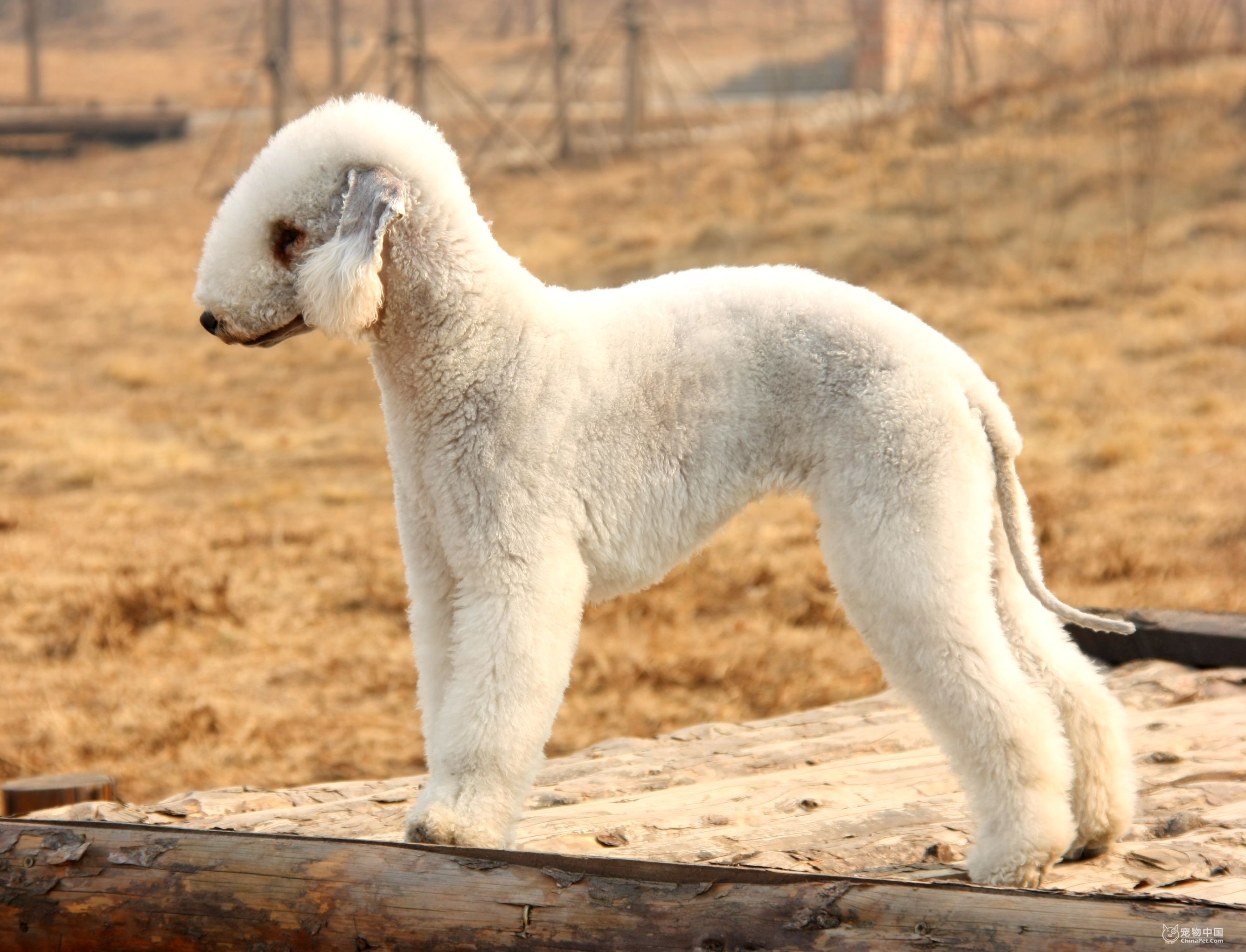 White Bedlington Terrier dog standing on wood HD Wallpaper