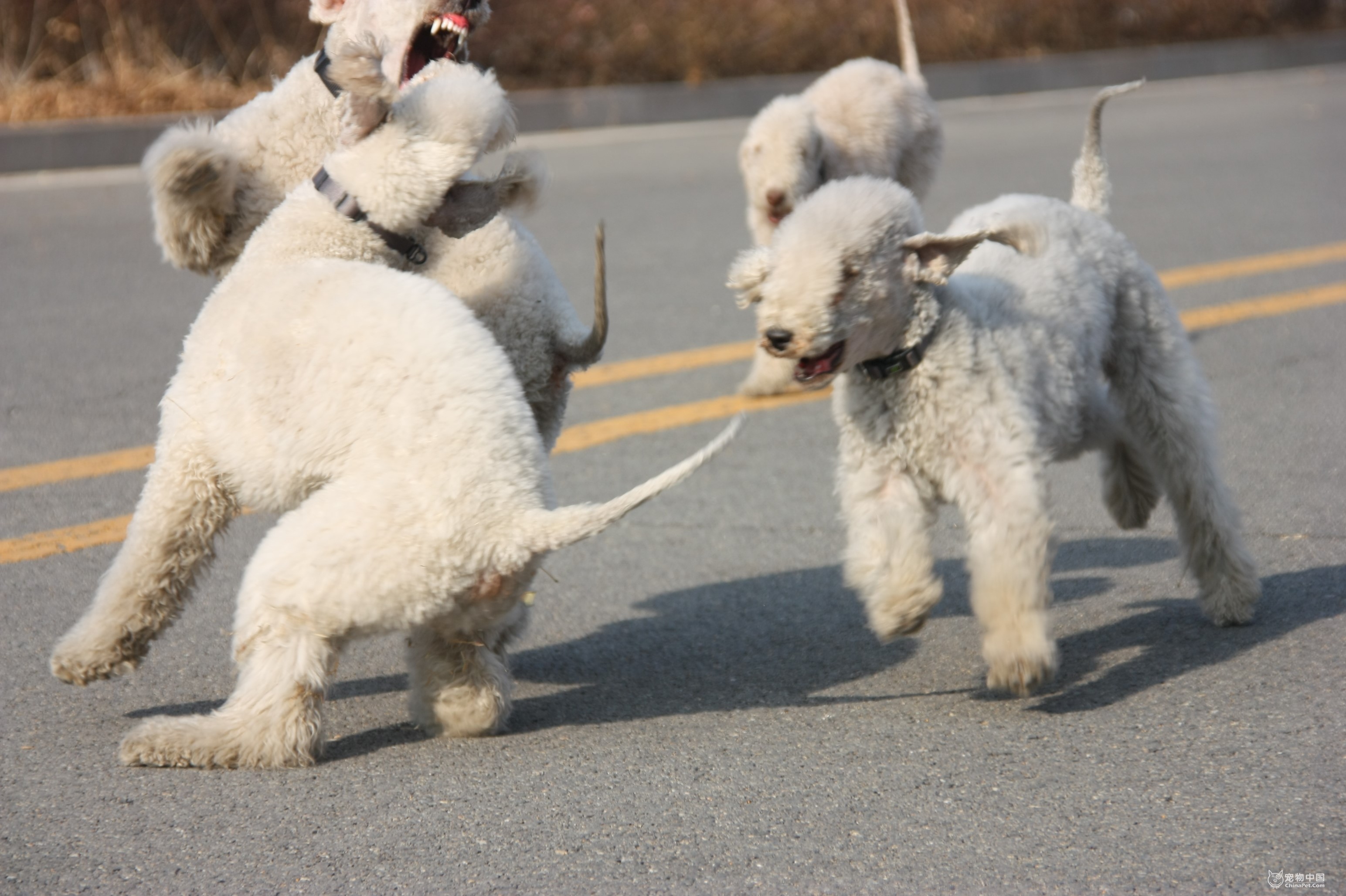 Four Bedlington Terriers playing on asphalt road HD Wallpaper