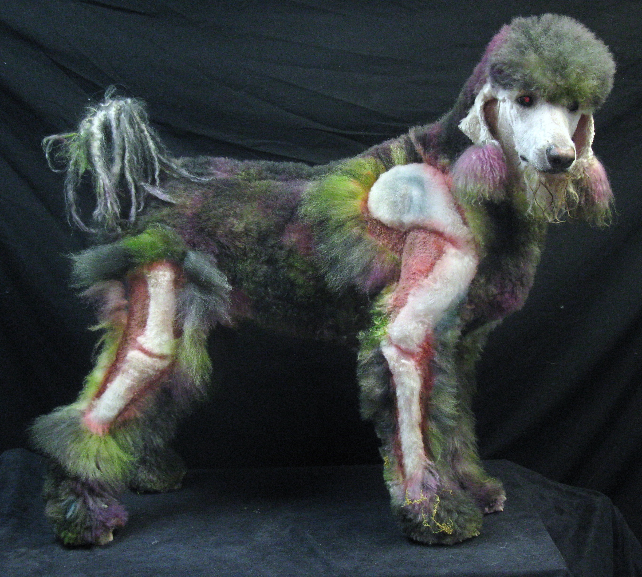 Poodle with creative Halloween grooming HD Wallpaper