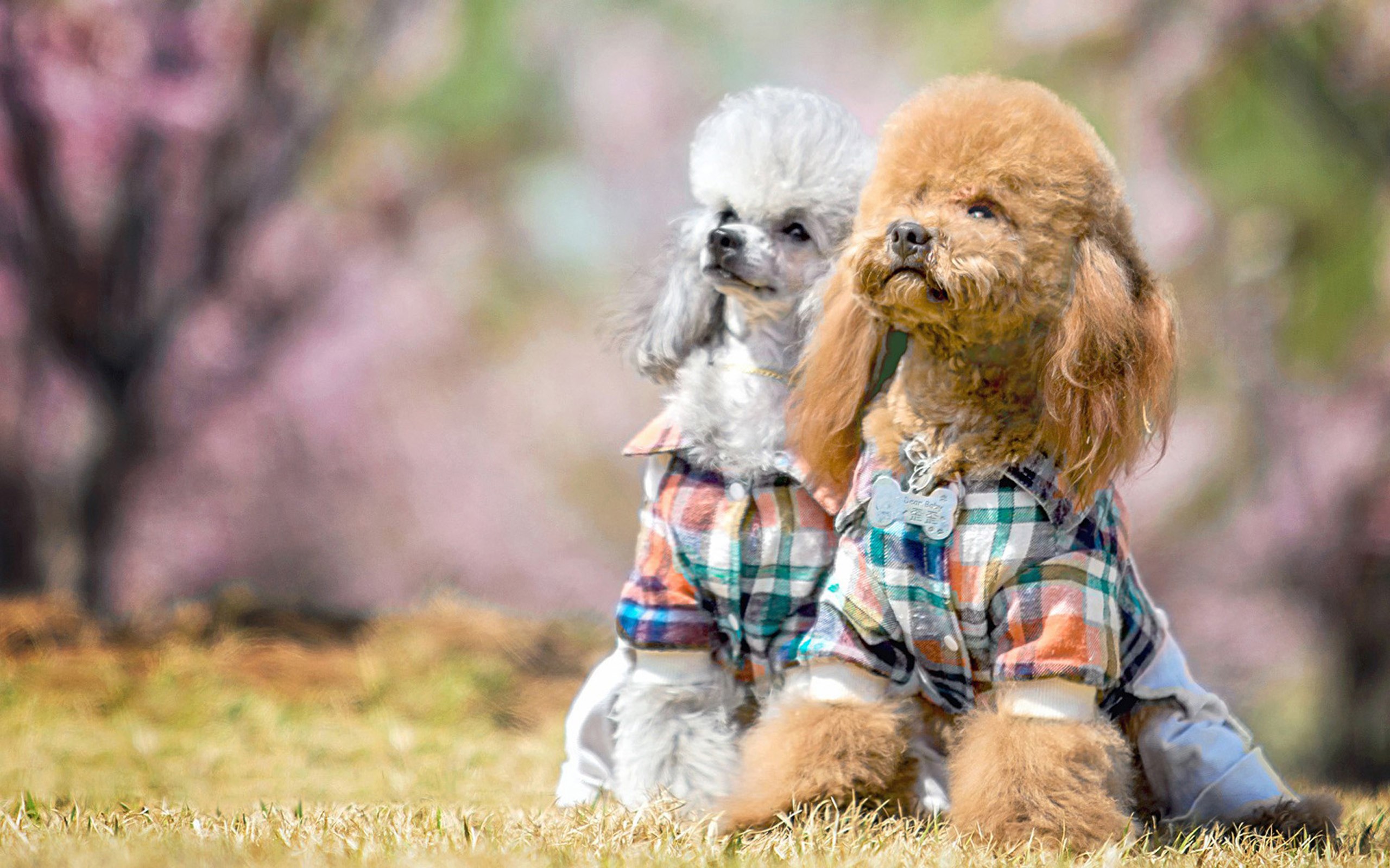 Two Poodles Wearing Plaid Shirts Outdoors HD Wallpaper