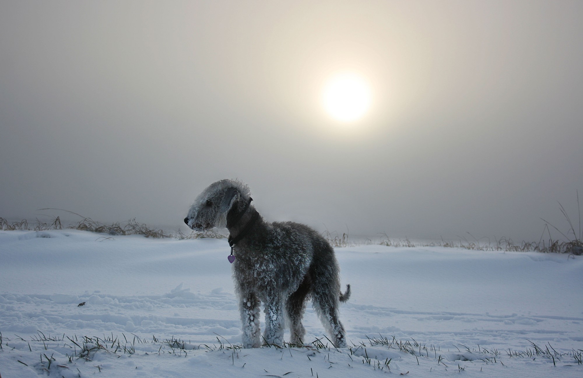 Bedlington Terrier in the Snow HD Wallpaper