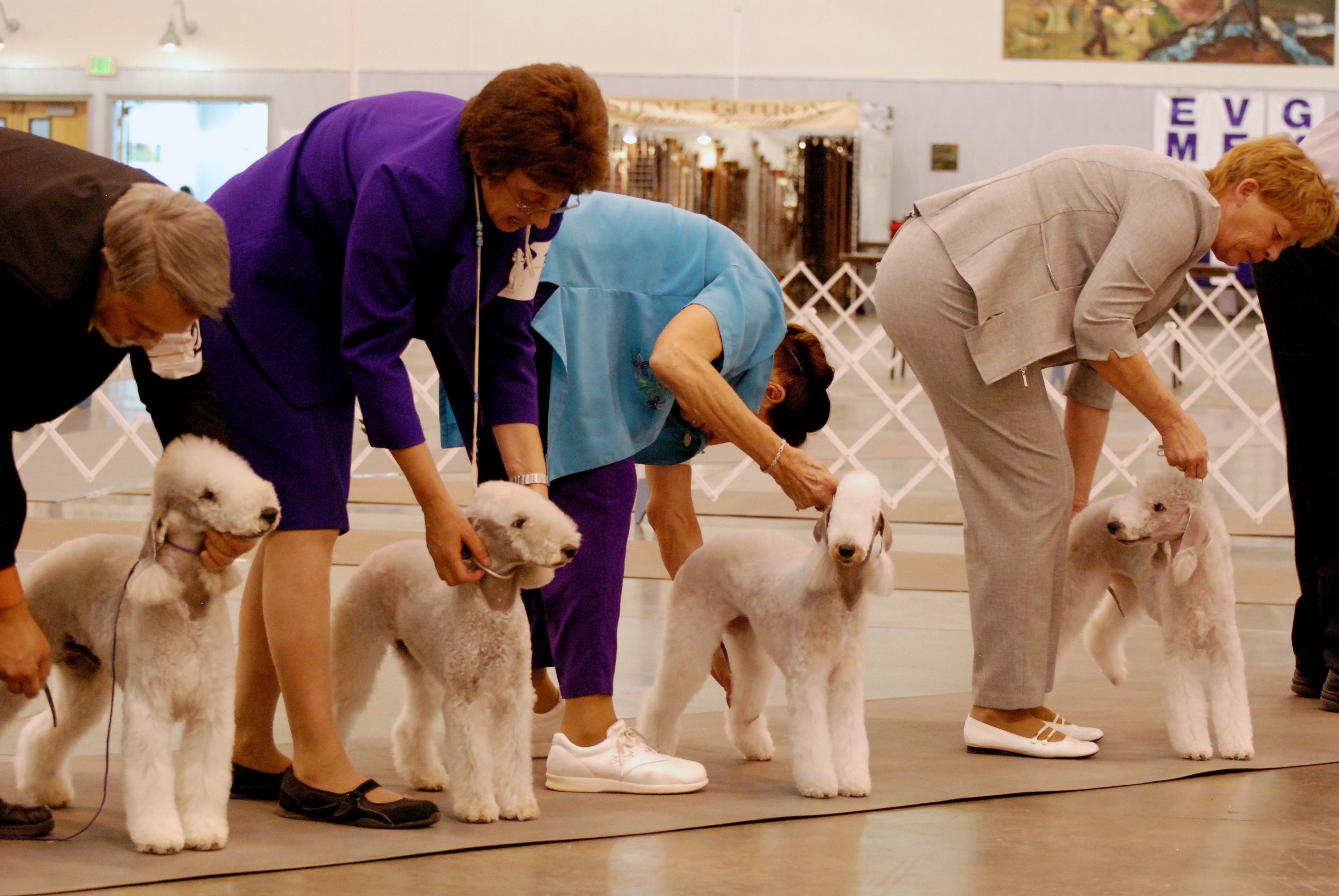 Bedlington Terriers at a Dog Show HD Wallpaper