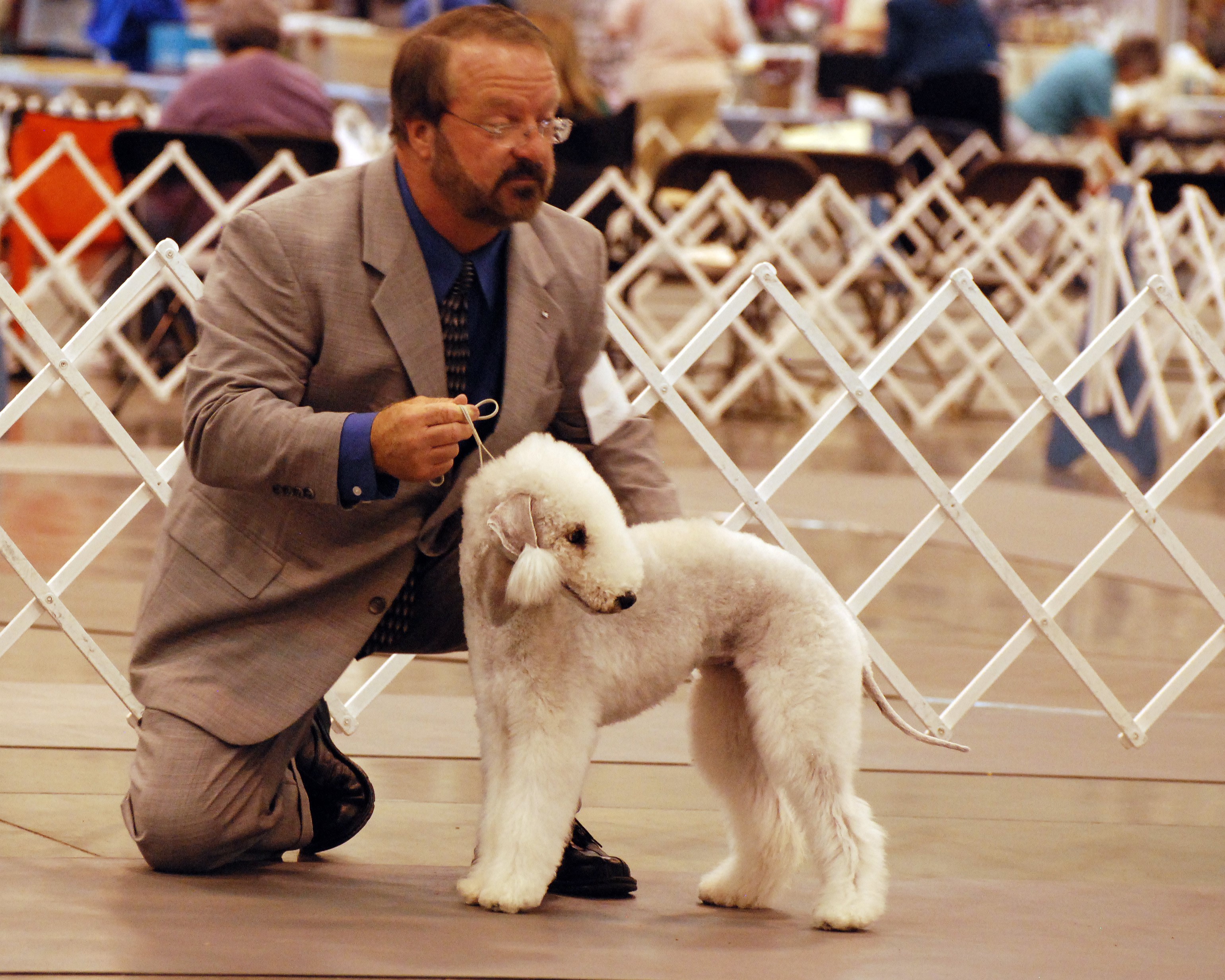 Man with Bedlington Terrier at Dog Show HD Wallpaper