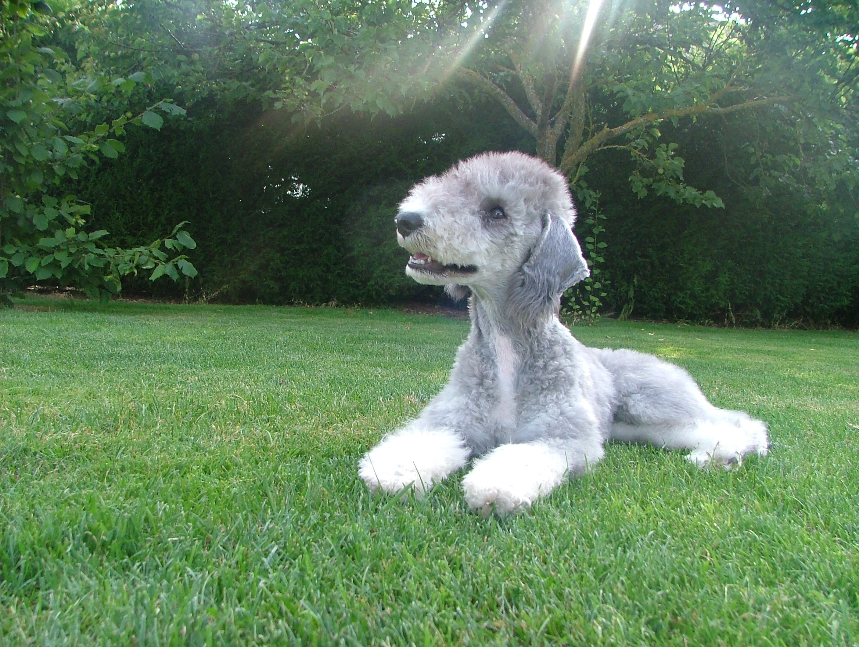 Bedlington Terrier dog lying on grass HD Wallpaper