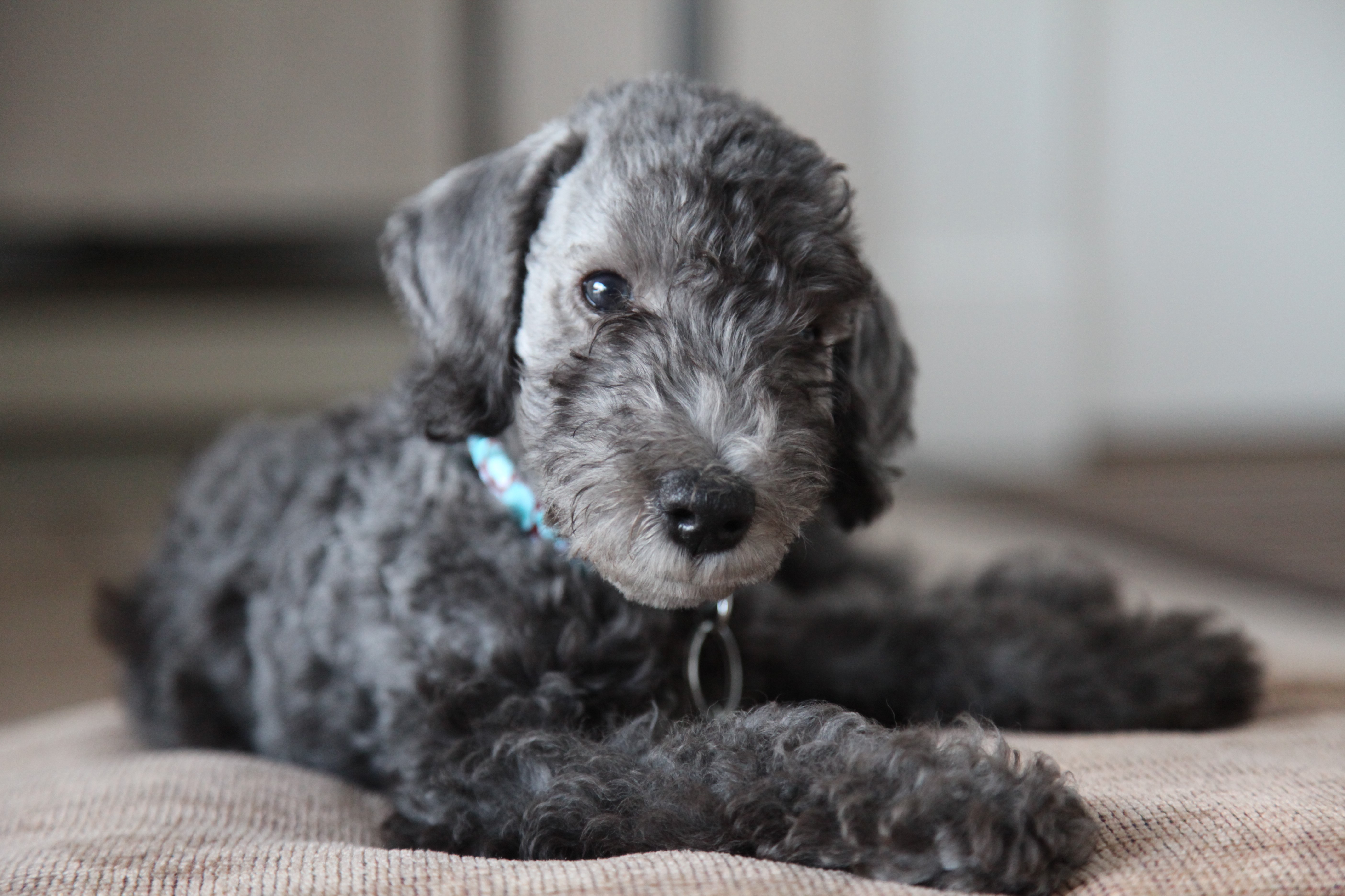 Bedlington Terrier Puppy with Blue Collar HD Wallpaper