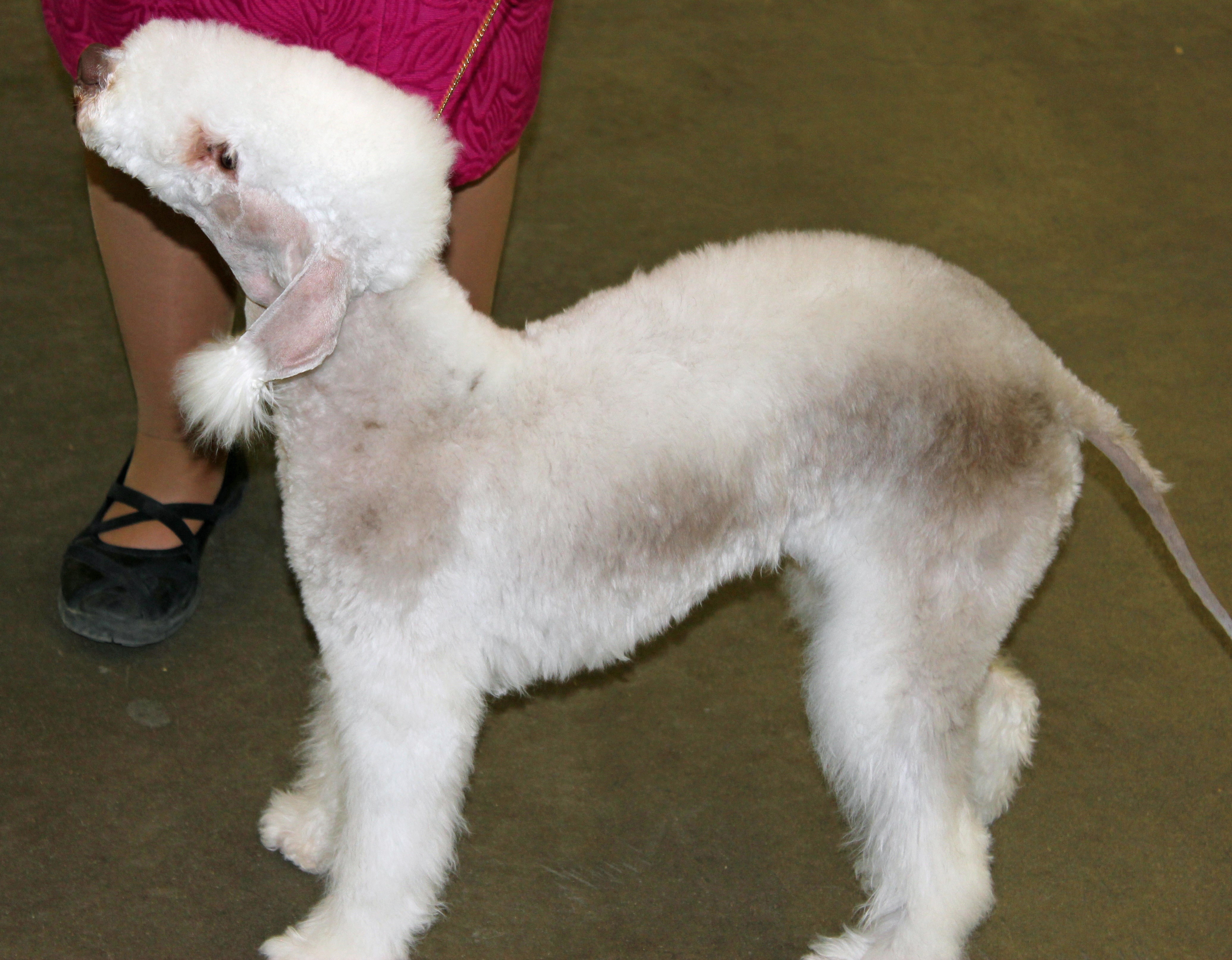 Bedlington Terrier dog HD Wallpaper