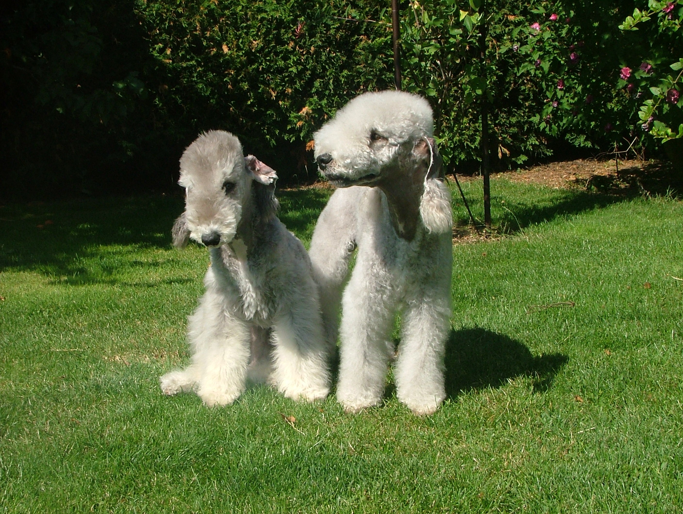 Two Bedlington Terriers on Grass HD Wallpaper