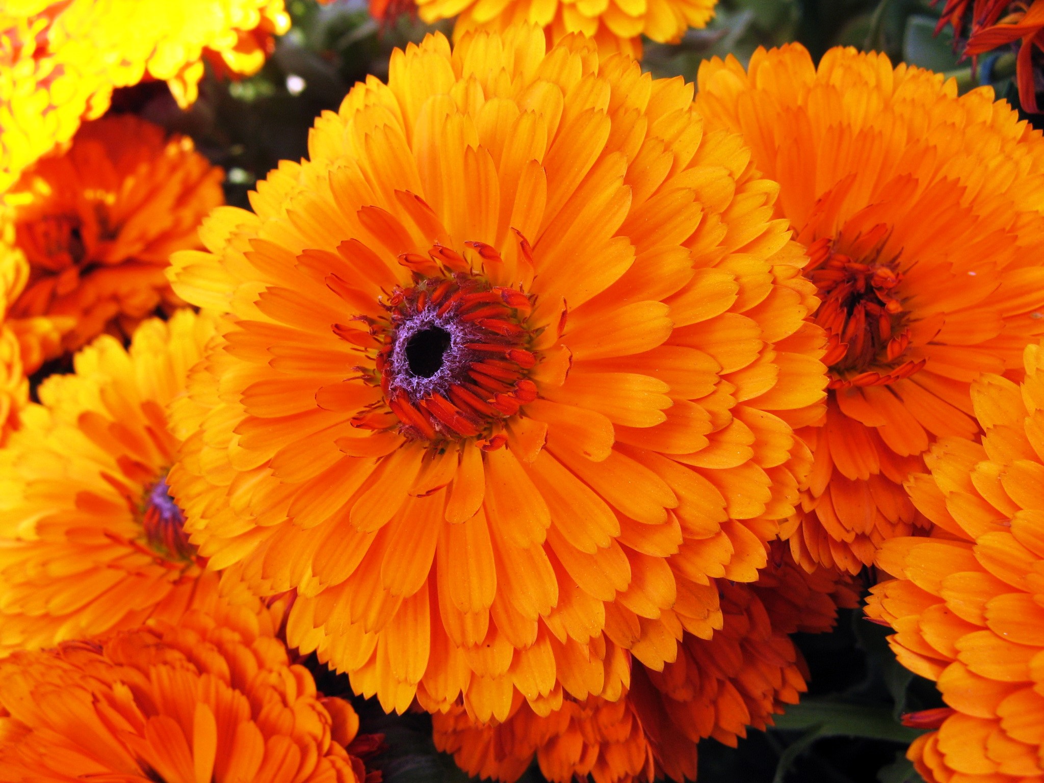 Close-up of Orange Calendula Flowers HD Wallpaper