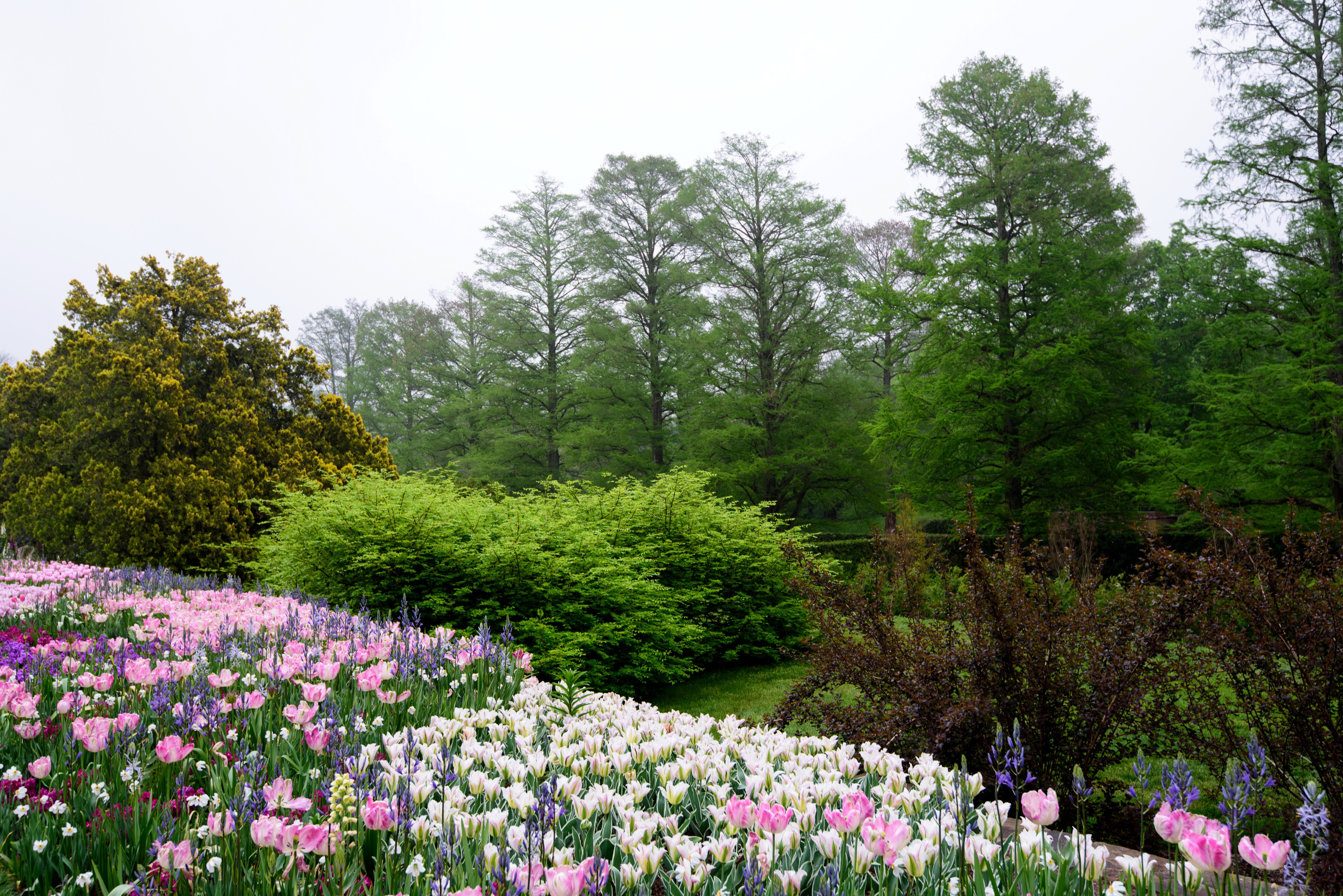 Tulips and Trees at Longwood Gardens, Pennsylvania HD Wallpaper